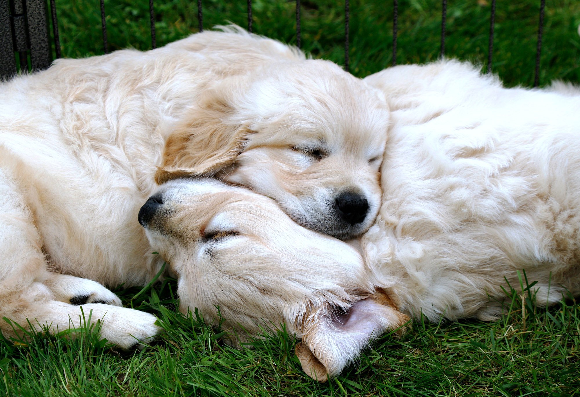 Golden-retriever-puppies-sleeping.jpg