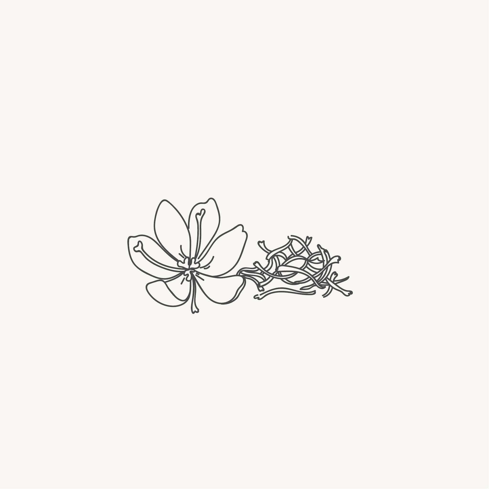 Line drawing of a saffron flower with threads