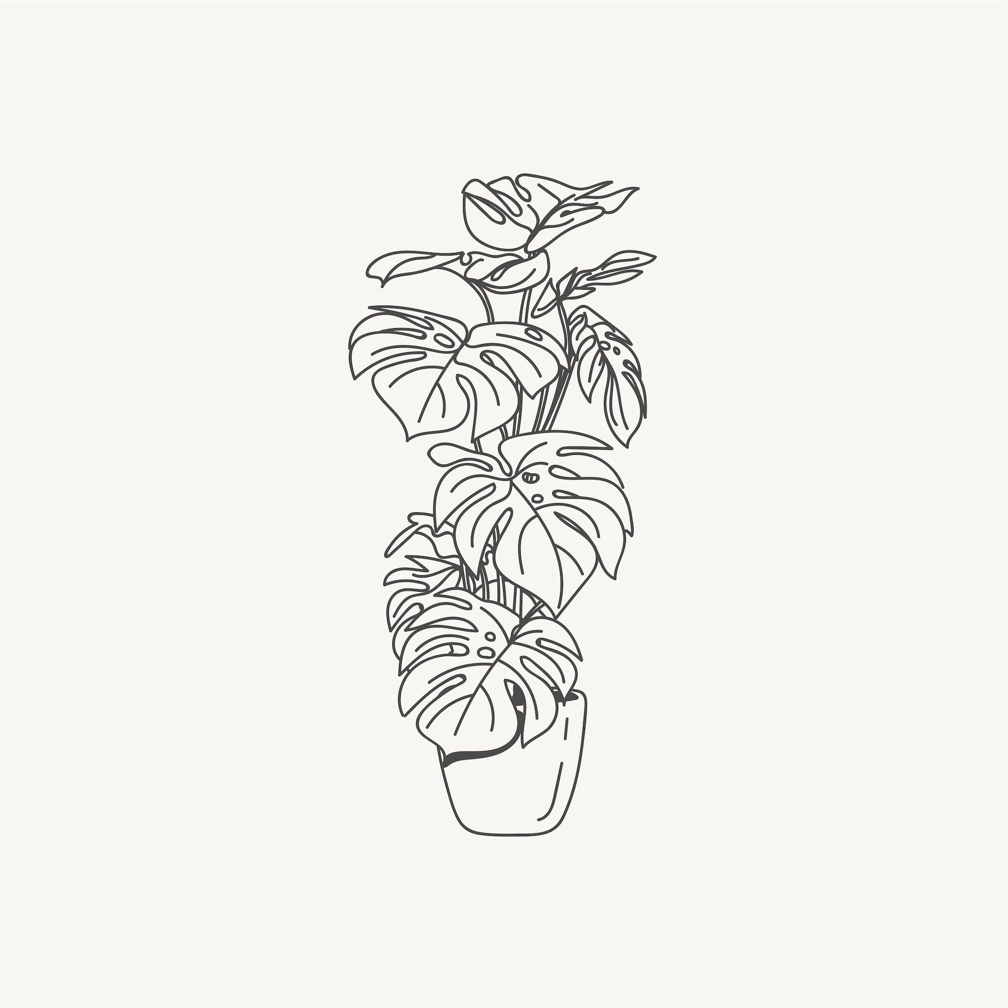 Outline drawing of a monstera plant in a pot