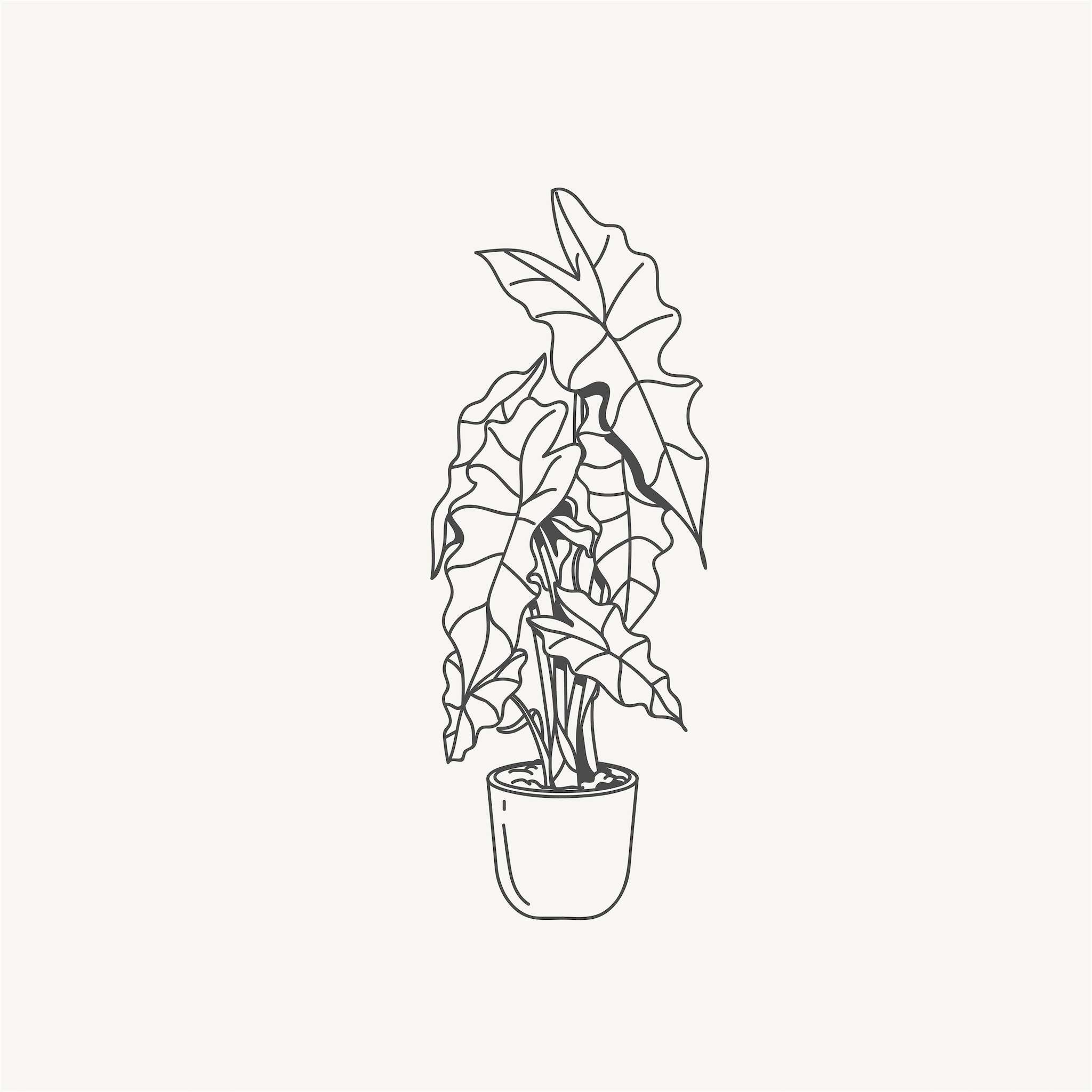 Line drawing of a potted plant with large leaves.