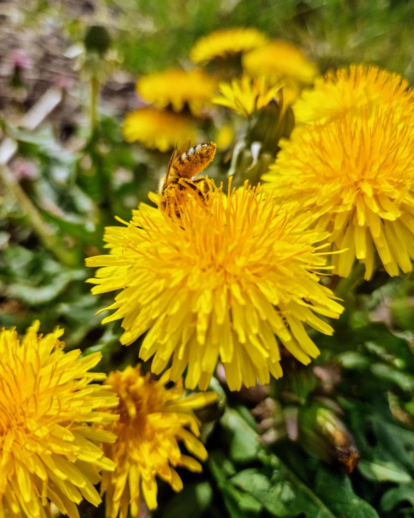 Wild fermented dandelion soda! 🌼

#food #fermentation #foraging #soda