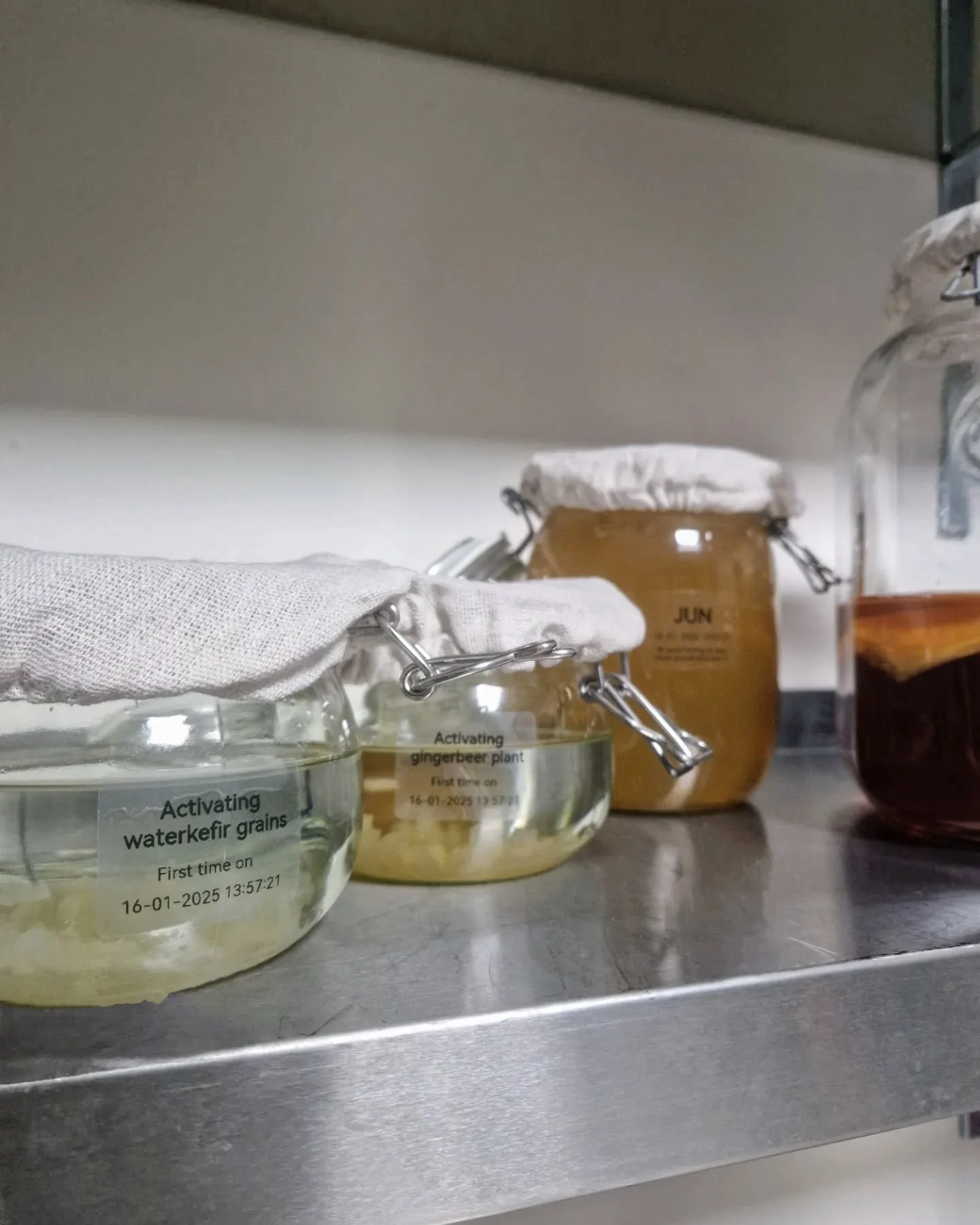 Fresh new batches will become amazing prebiotic drinks soon! 🍸 Want to learn everything about fermented drinks? Find all the courses > link in bio