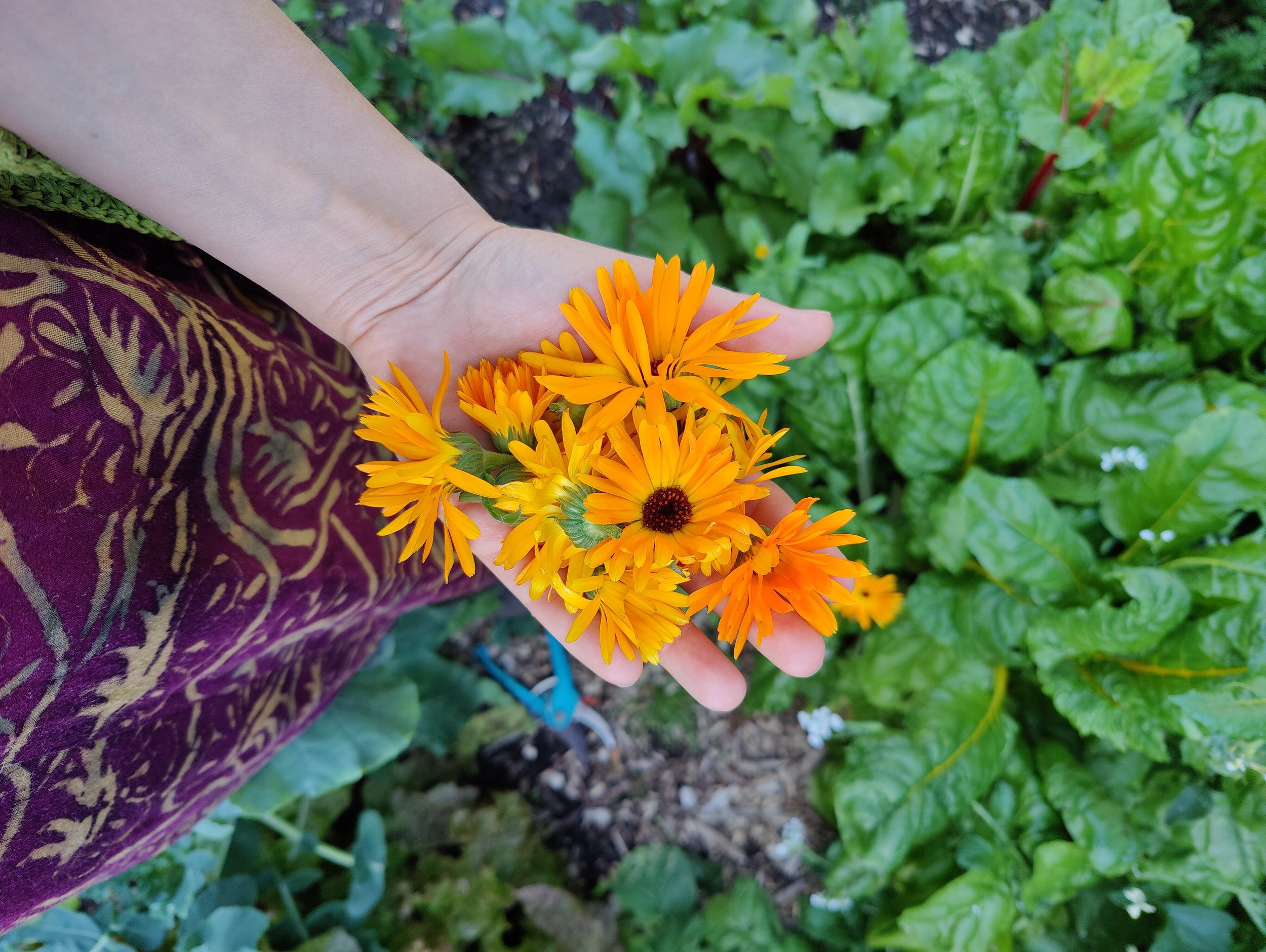 Queer Gardening sessions. C3-community garden, Rotterdam