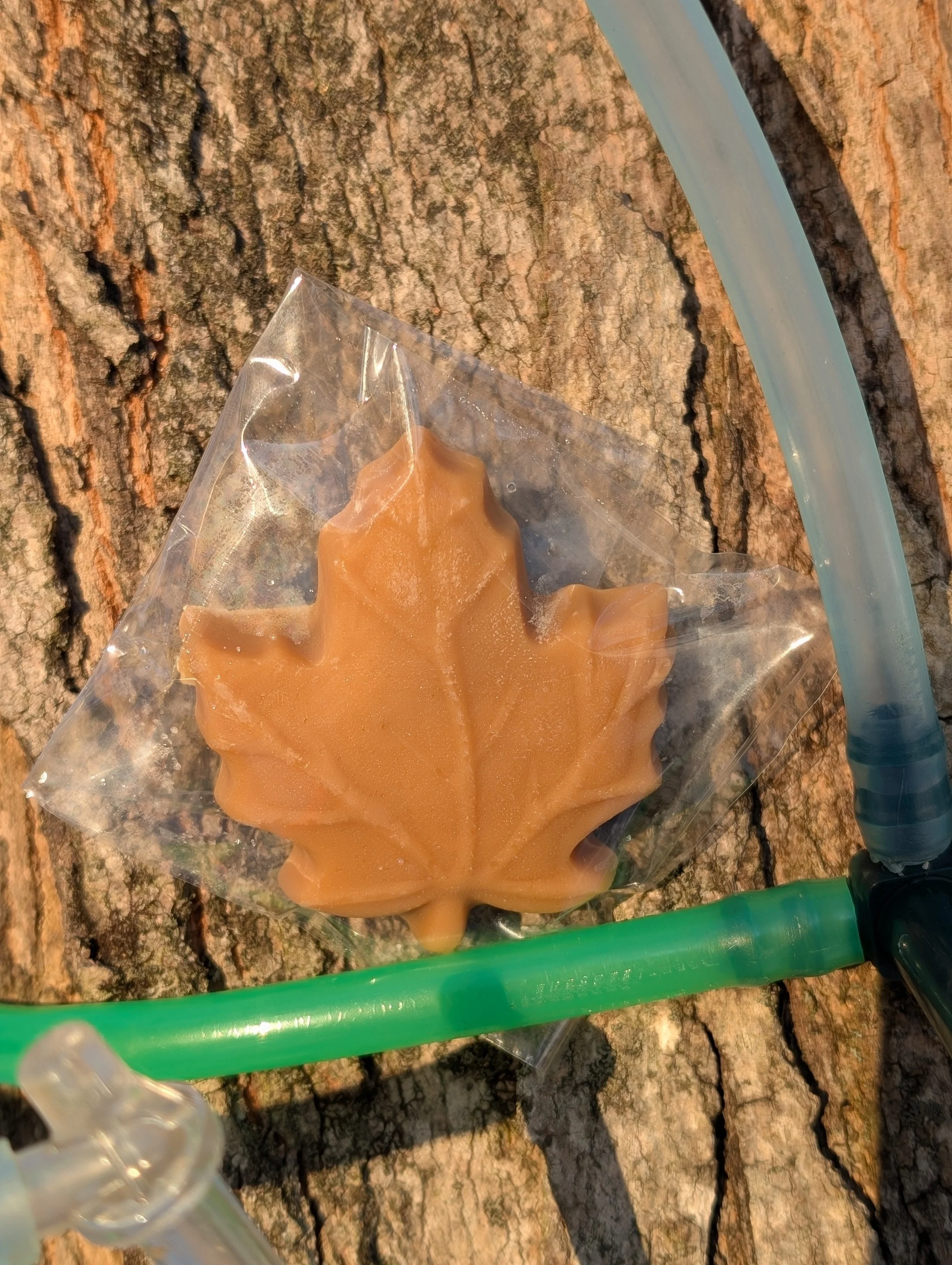 Mega Maple Sugar Leaf