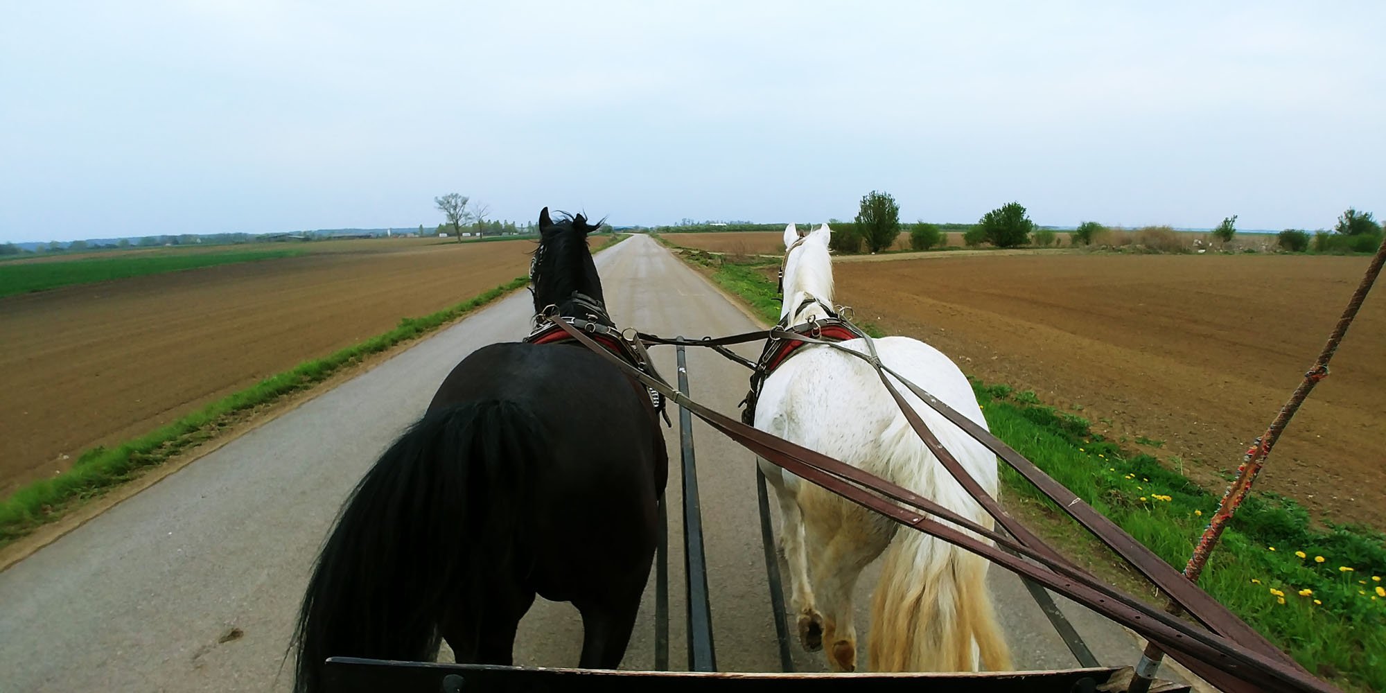 View from a horse-drawn carriage showing two horses, one black and one white, on a gravel road in a rural area with fields and trees under an overcast sky.