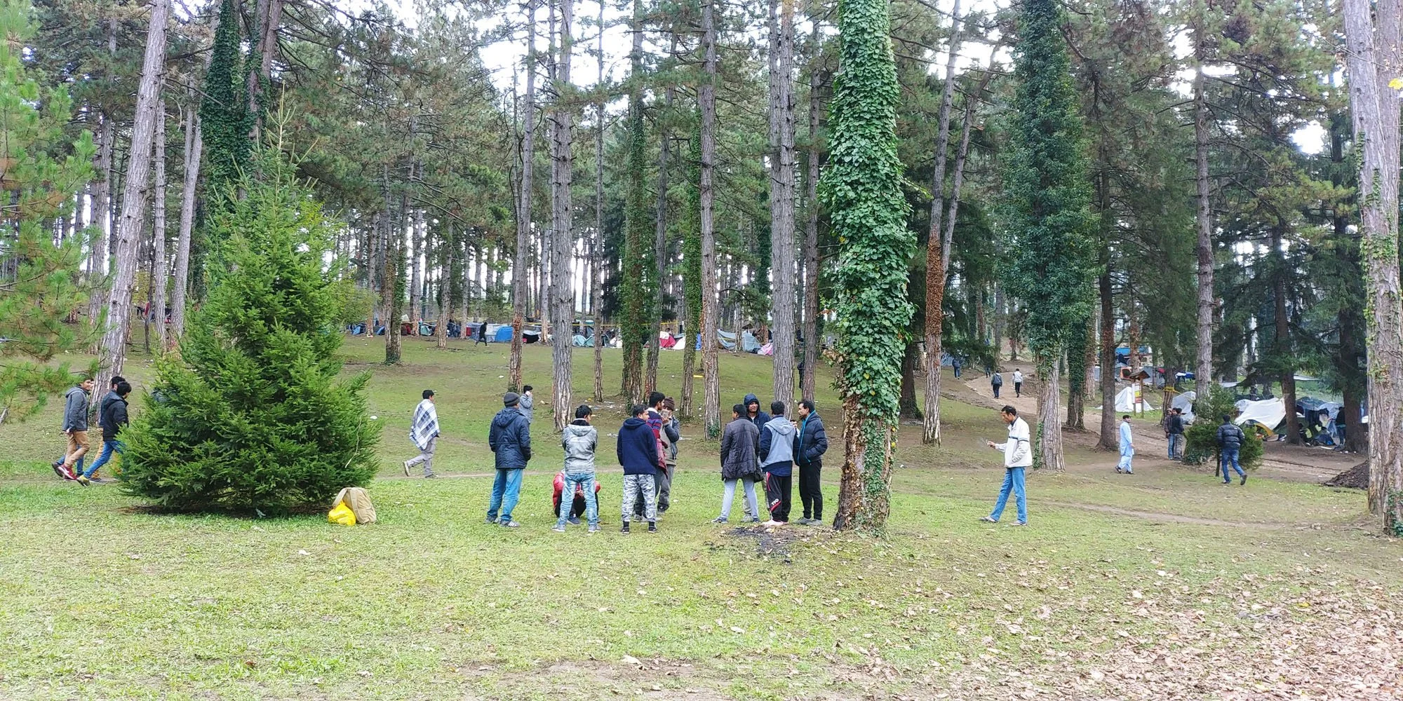 People gathering in a wooded park with tall trees, some covered with ivy, and tents in the background.