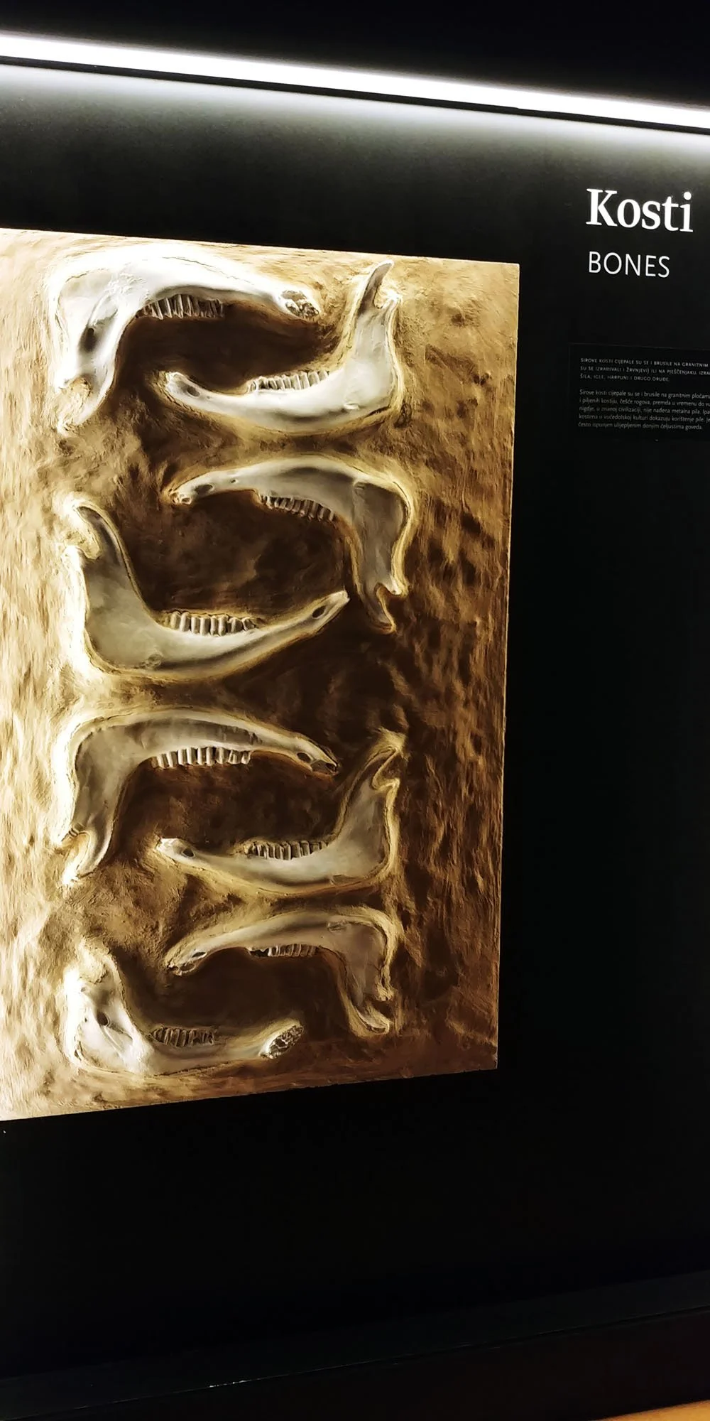 Display of fossilized dinosaur skulls labeled 'Kosti Bones' with text describing their origin.