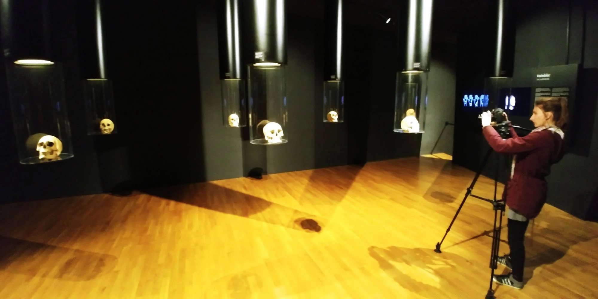 Museum exhibit with human skull replicas displayed in glass cases on a dark wall, a person taking photos, and a wooden floor.