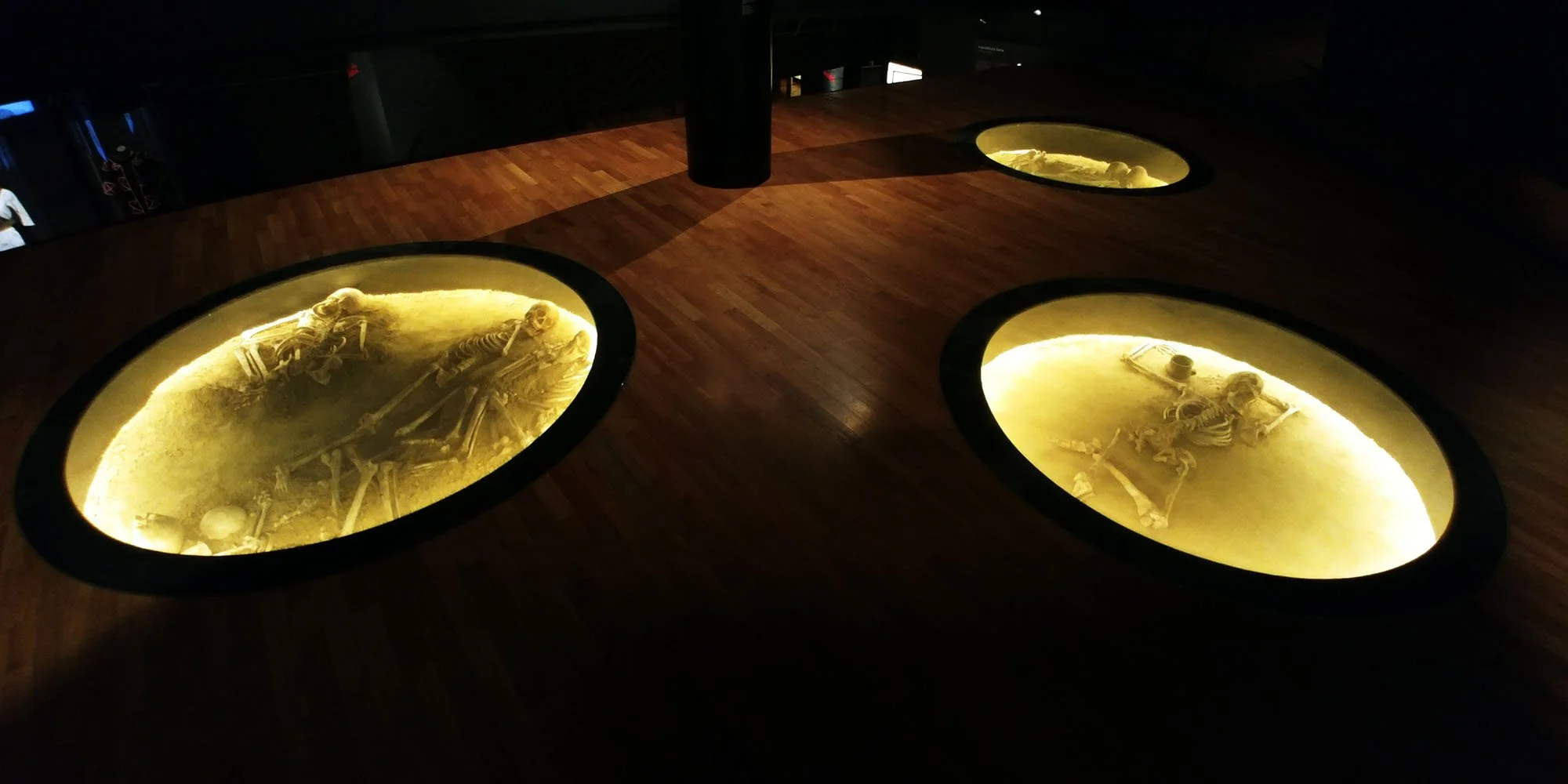 Four glass display cases with skeletons illuminated by yellow light in a dark room.