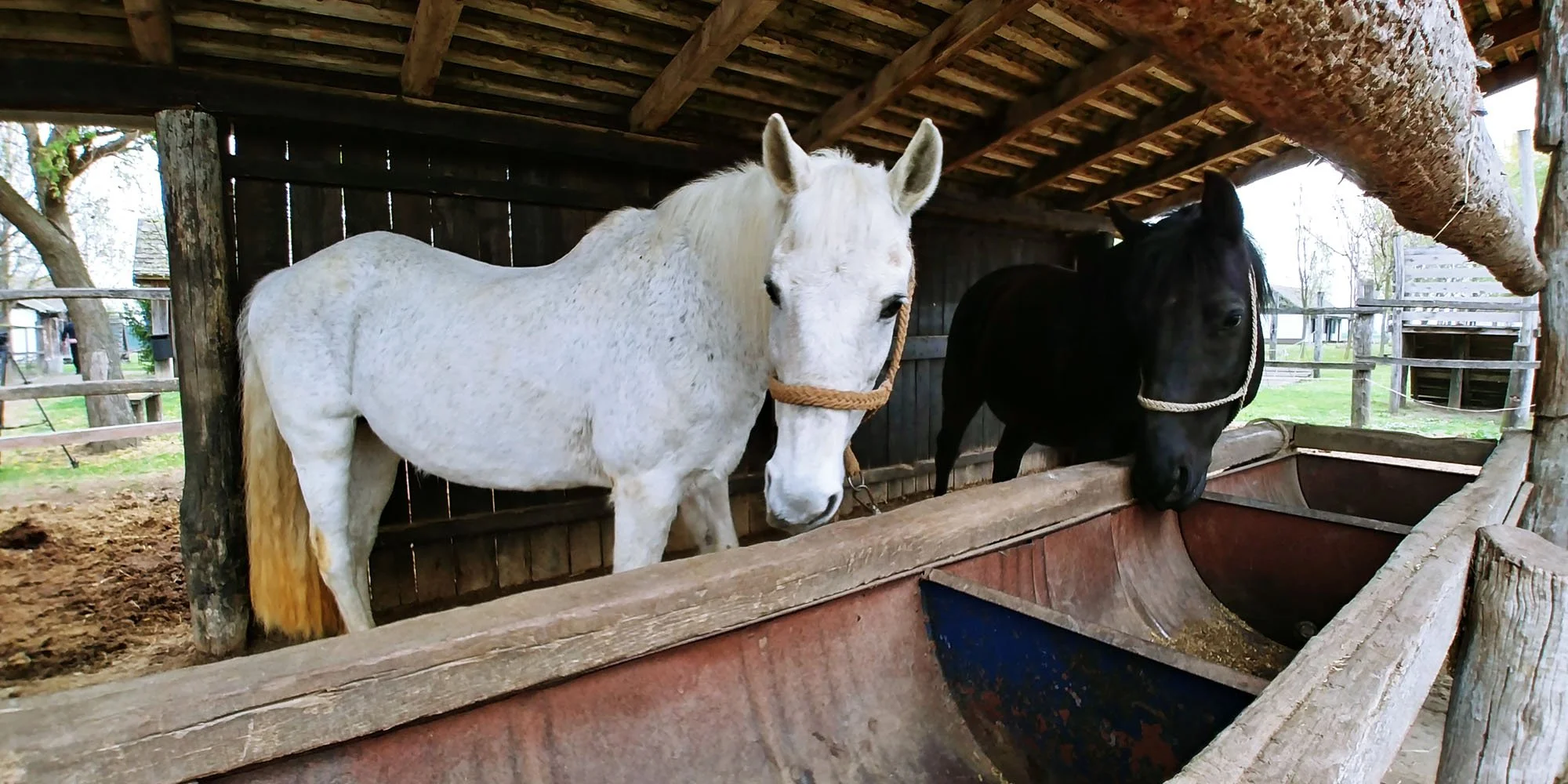 Two horses, one white and one black, standing side by side in a wooden shelter, feeding from a trough.