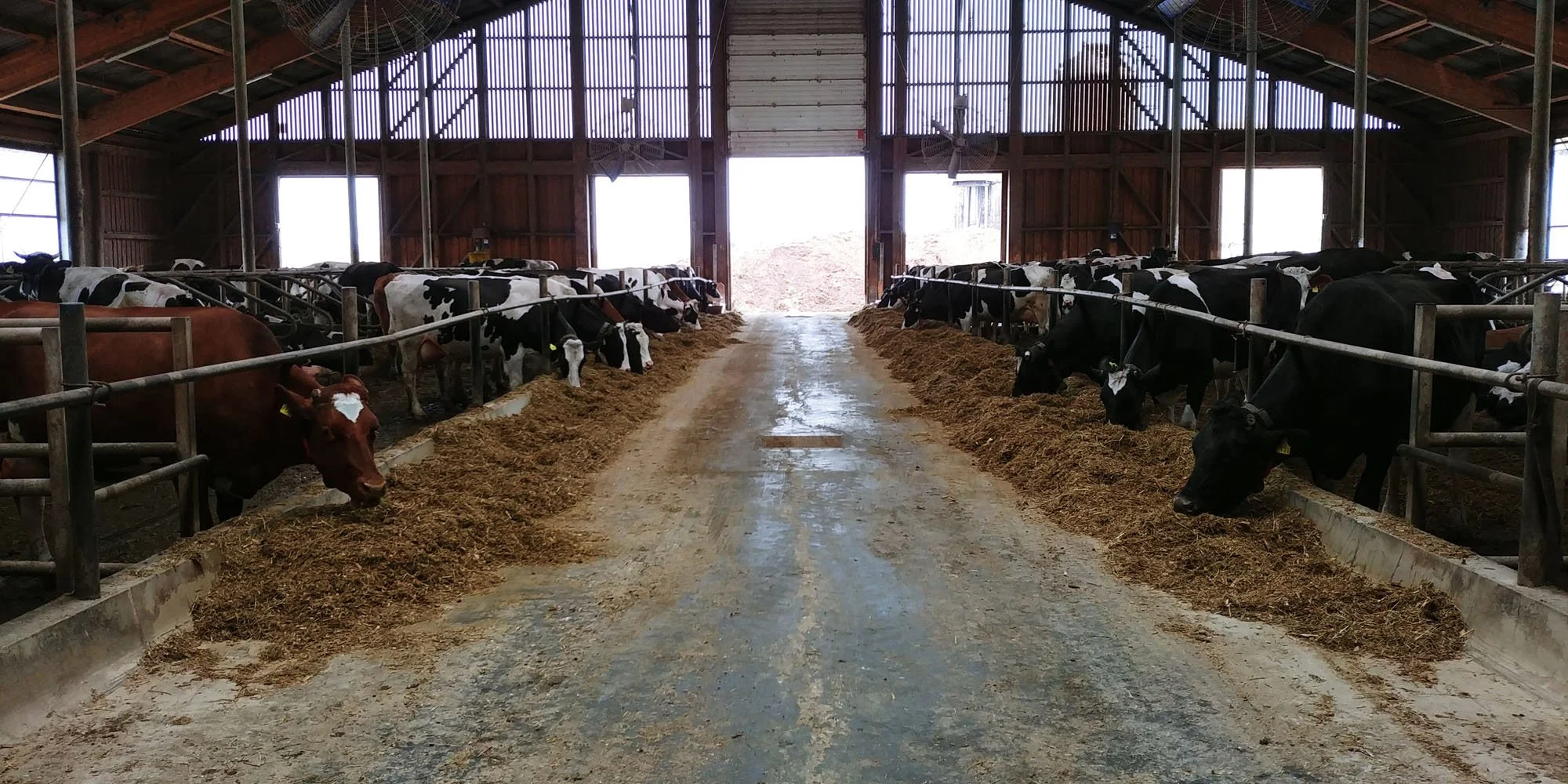 Inside a barn with groups of cows on feeding troughs along both sides, eating hay or feed. The barn has a high roof with windows allowing natural light, and a dirt central aisle.