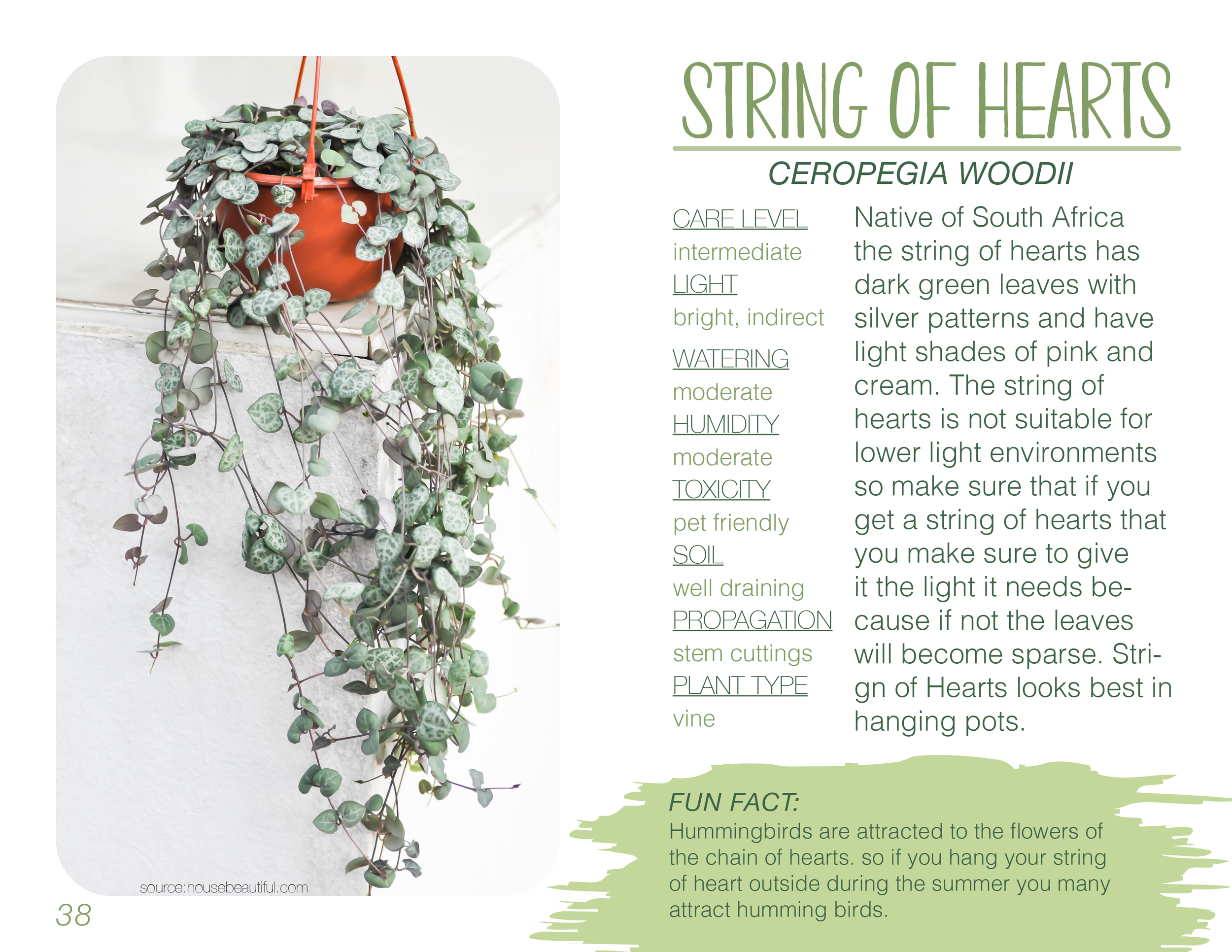 Plant book Original20.png