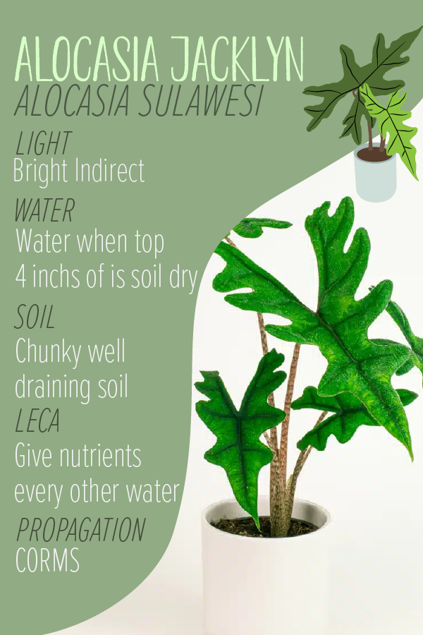 Plant labels1-01.png