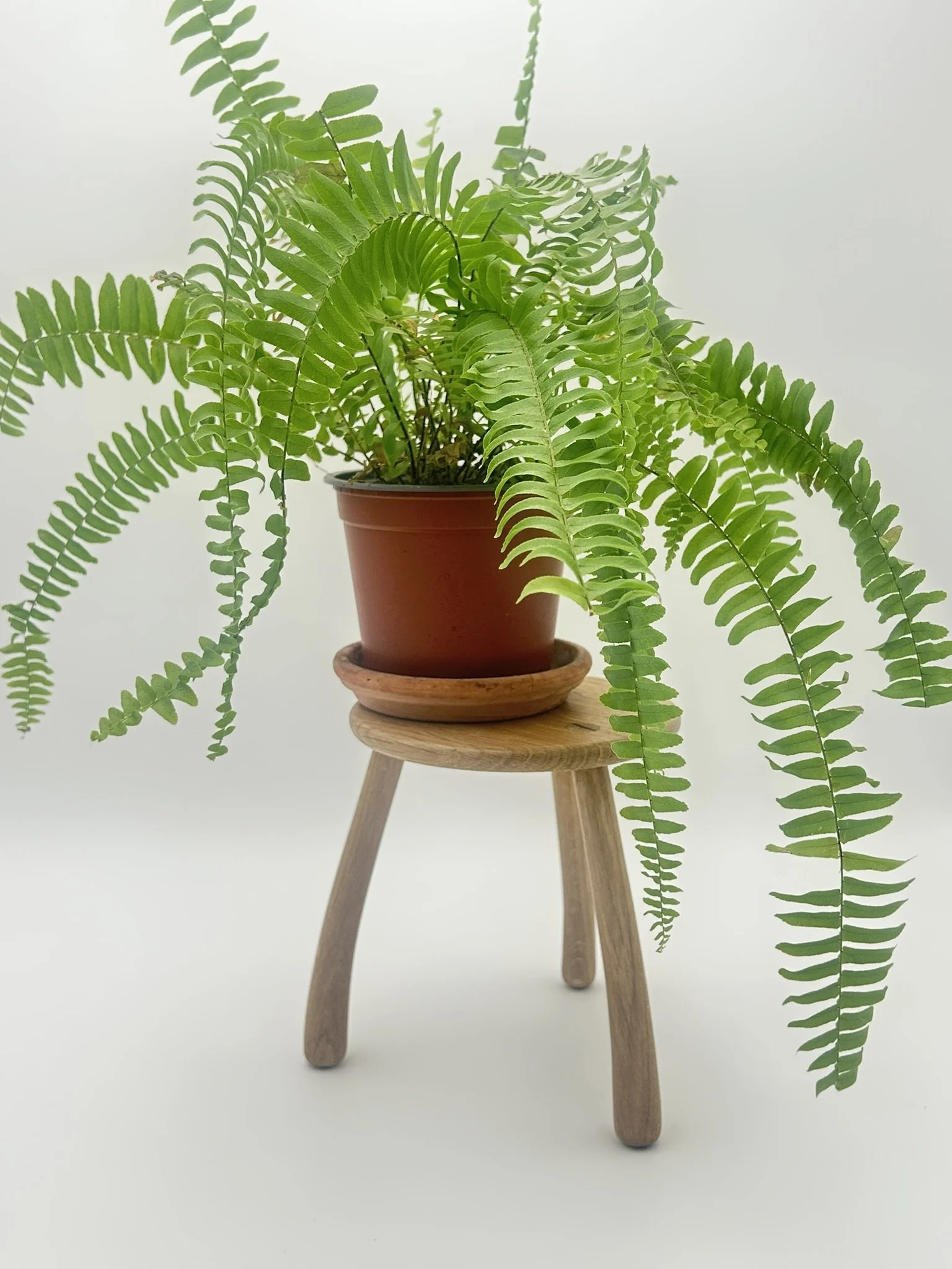 C2 oak IMG_2861.JPEG