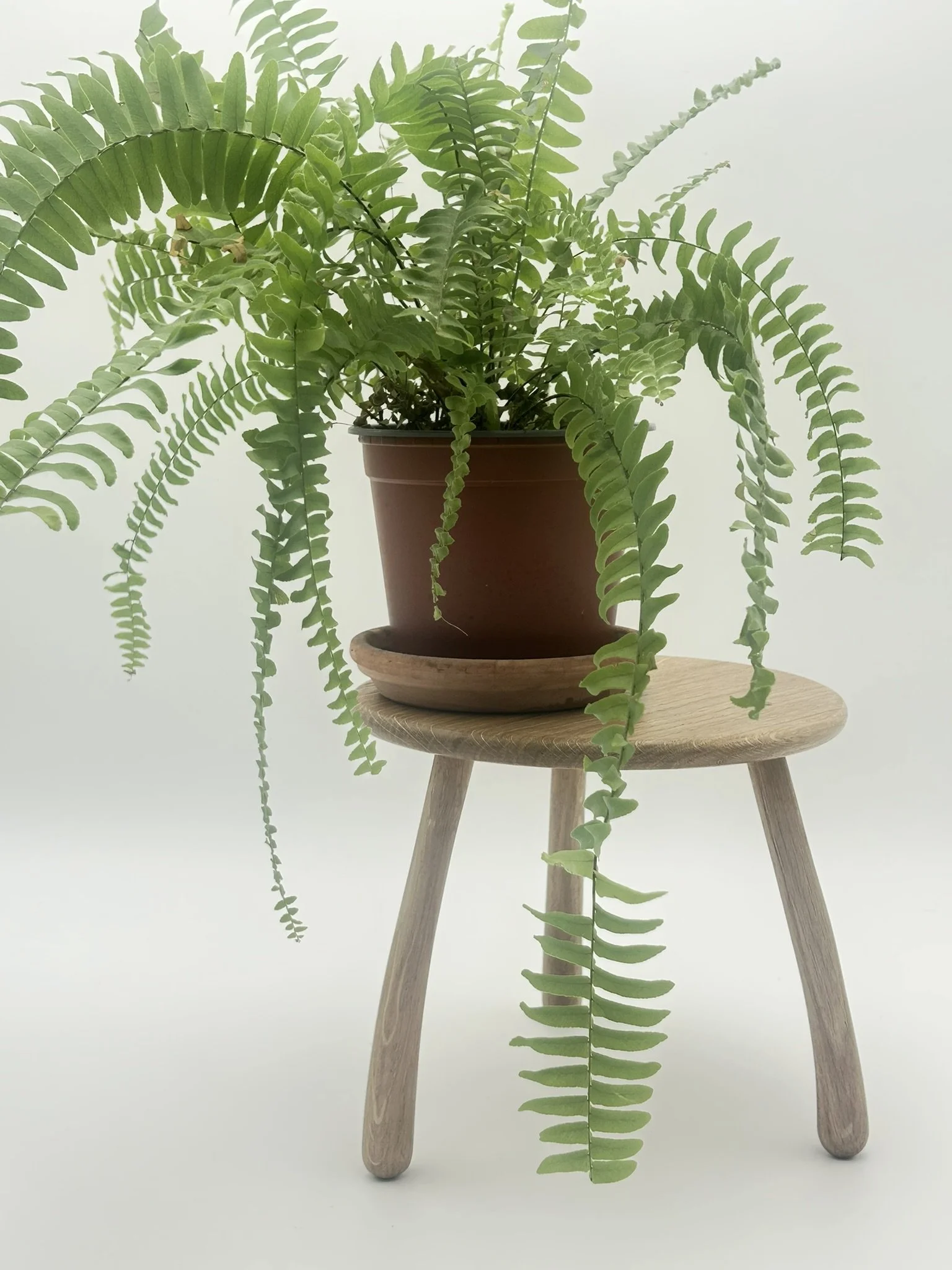 B2 Oak IMG_2882.JPEG