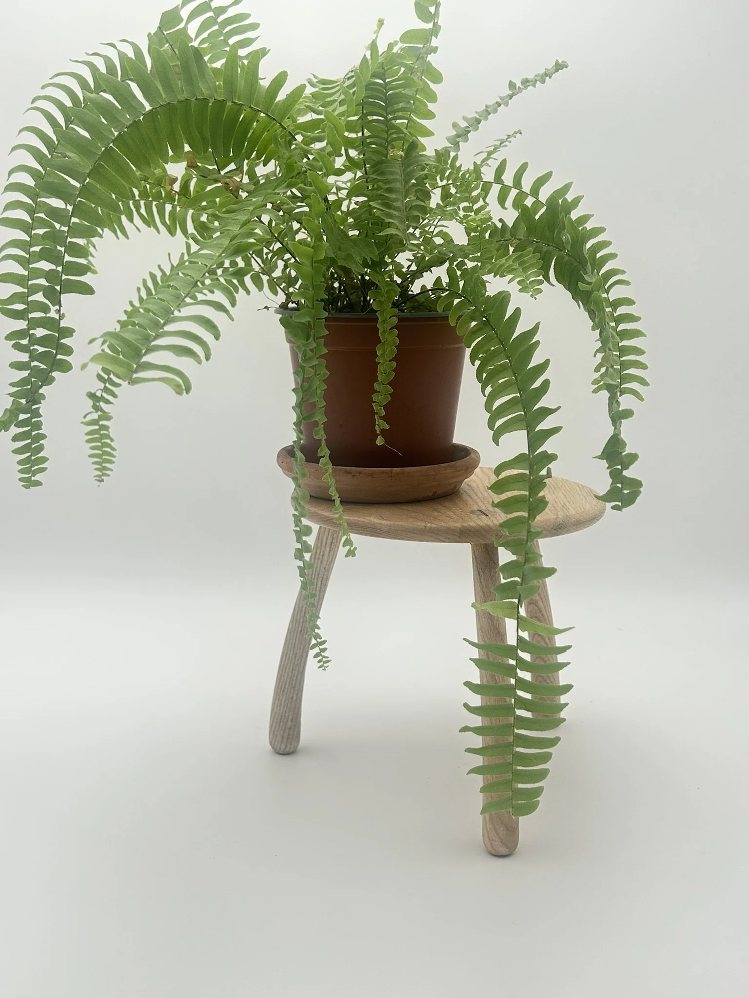 B2 ash IMG_2886.JPEG