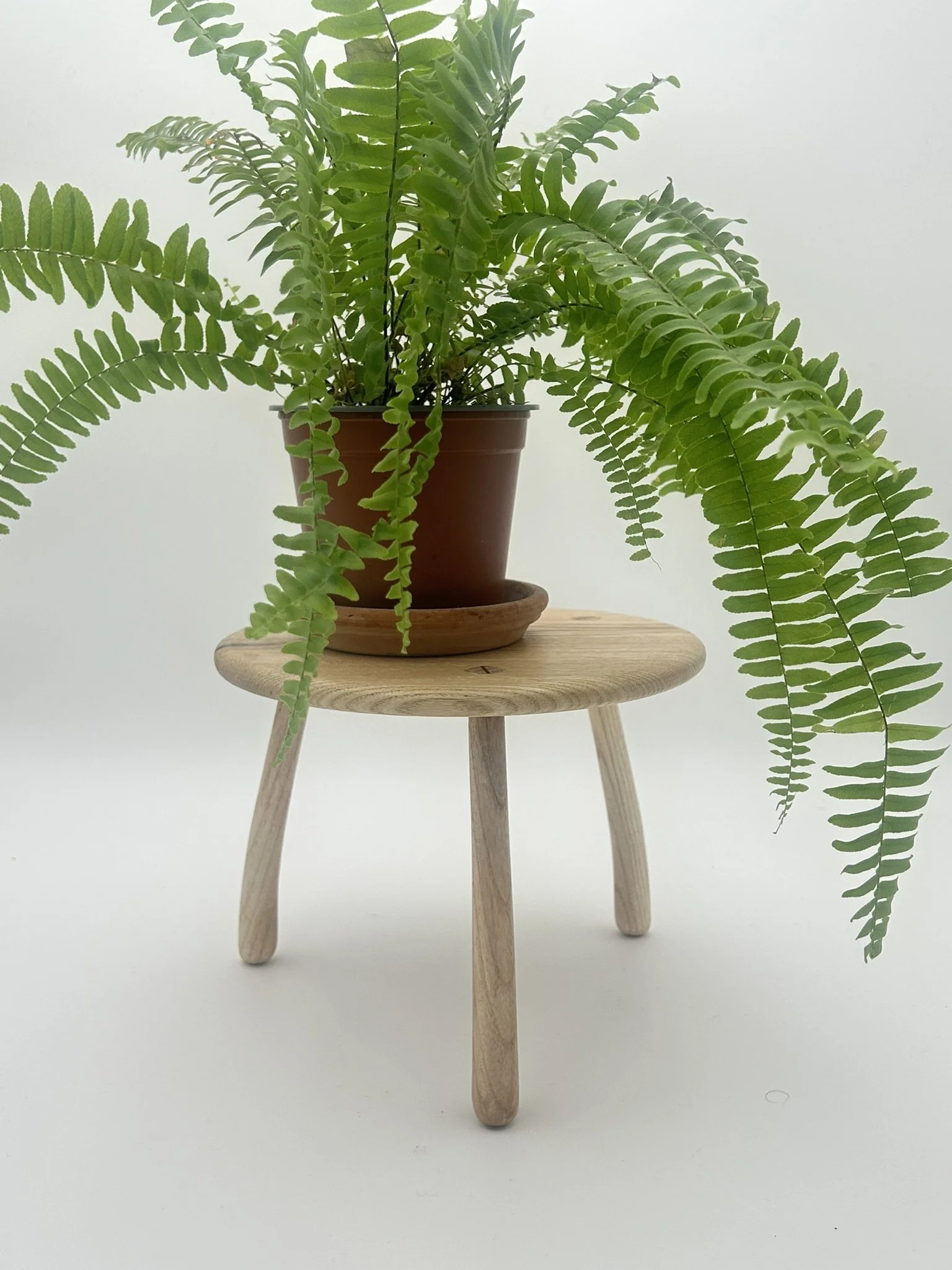 A2 ash IMG_2906.JPEG