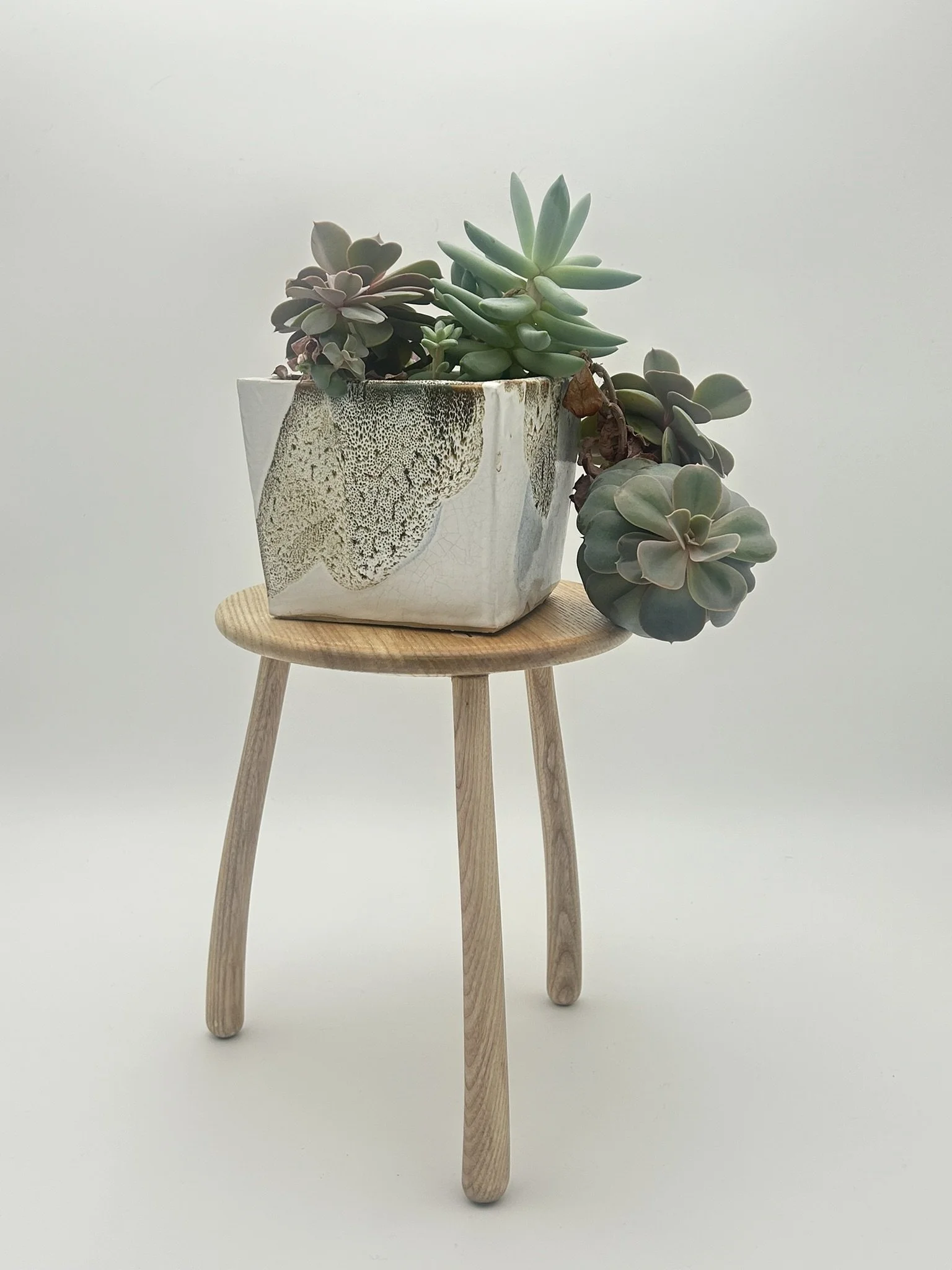 B1 ash IMG_2896.JPEG