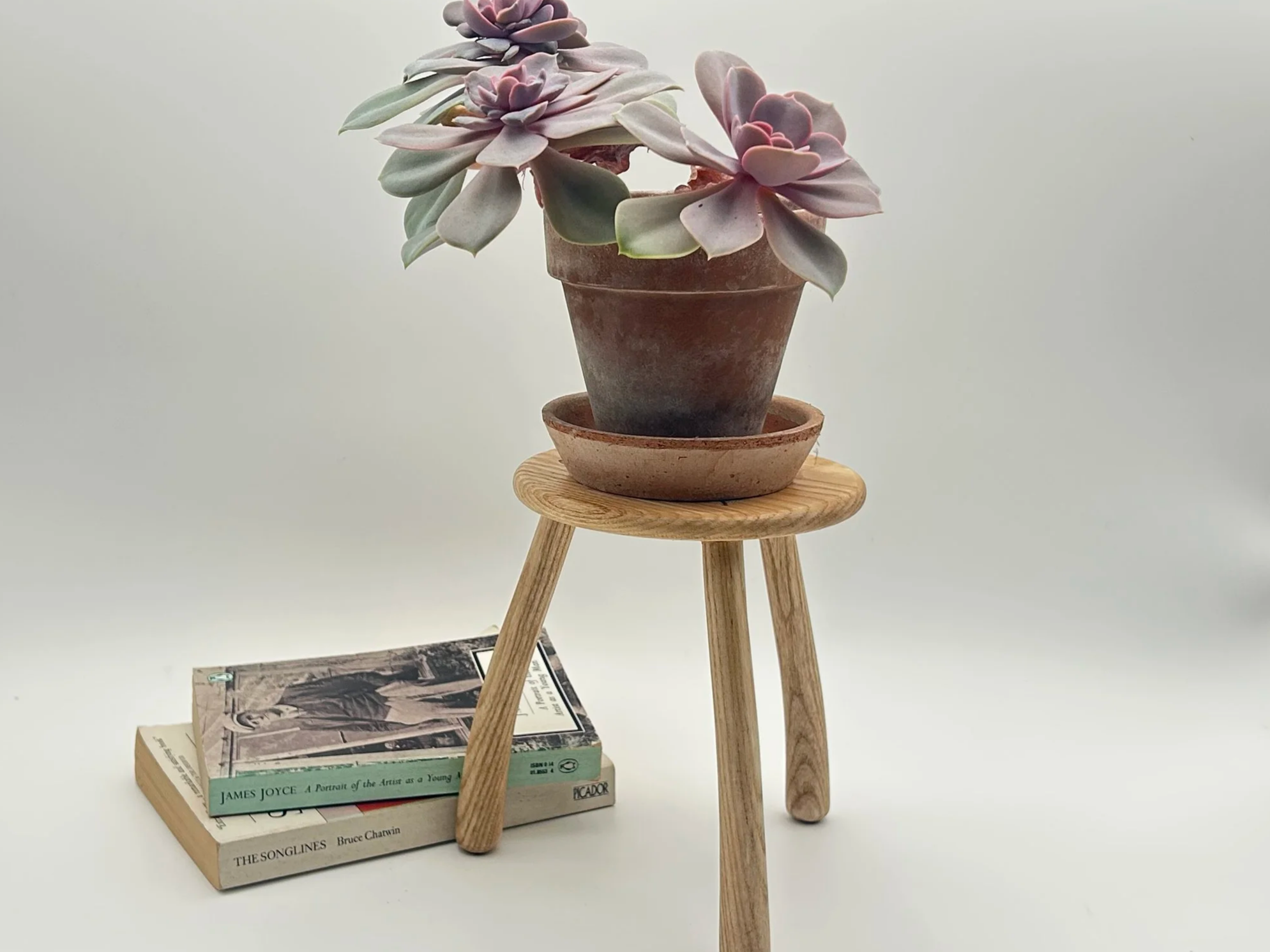 Ash Plant Stand - Size C2