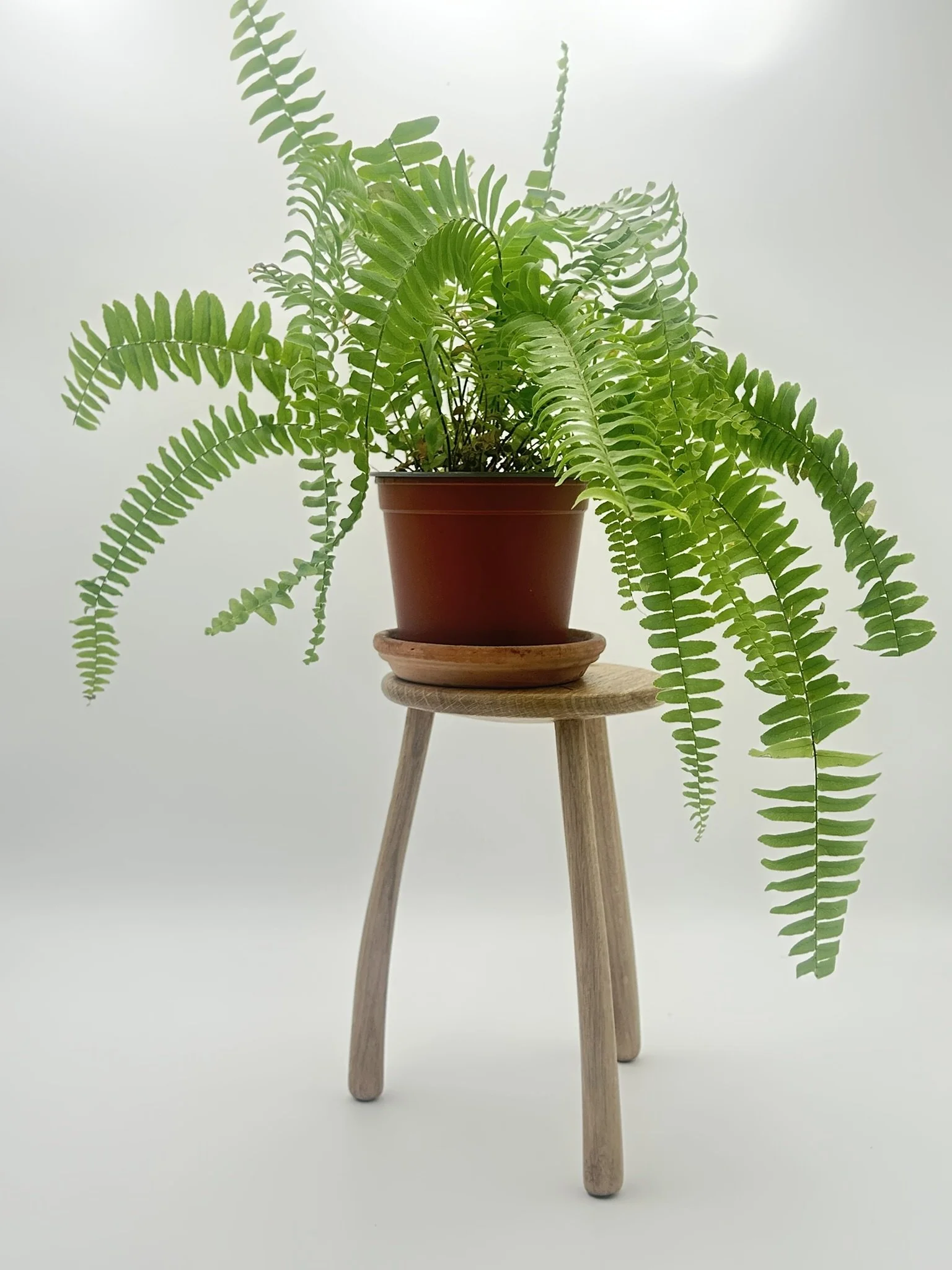 C1 oak IMG_2873.JPEG