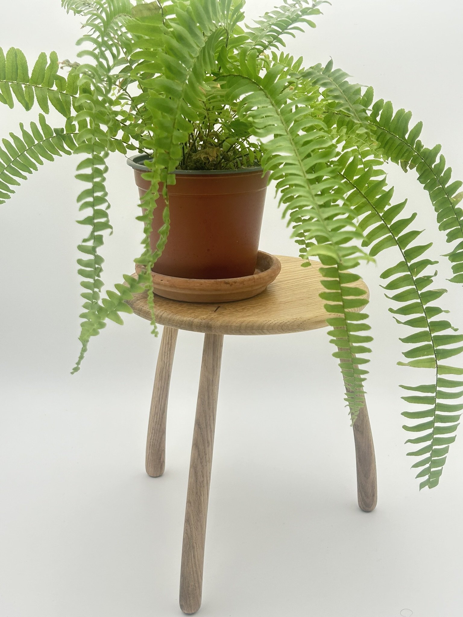 A1 oak IMG_2911.JPEG