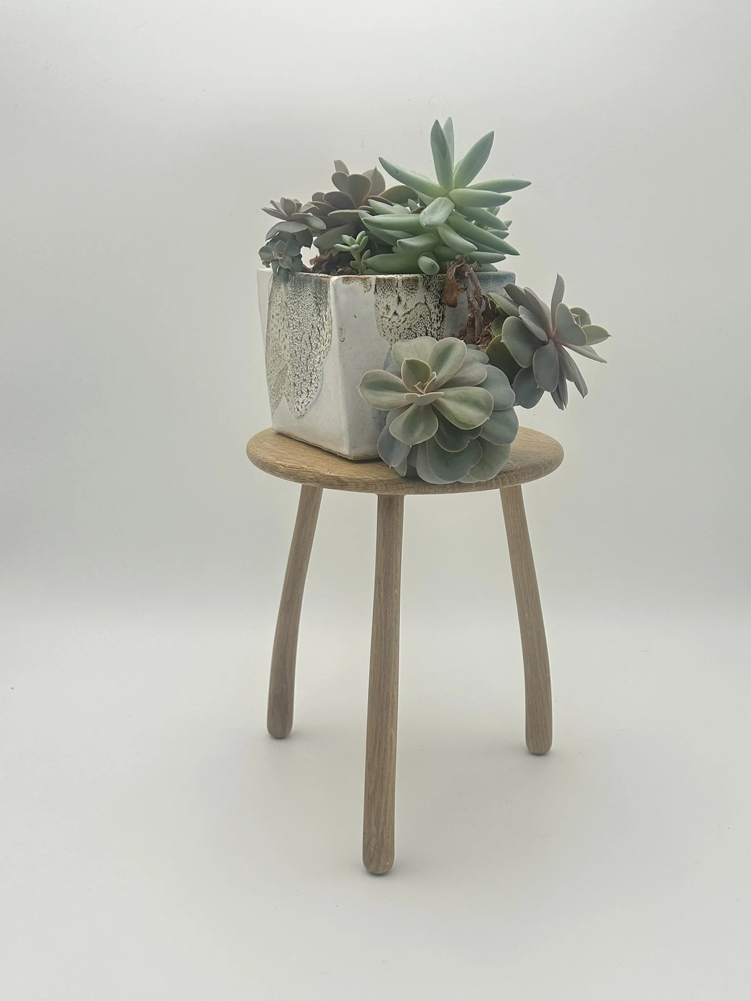 B1 oak IMG_2891.JPEG