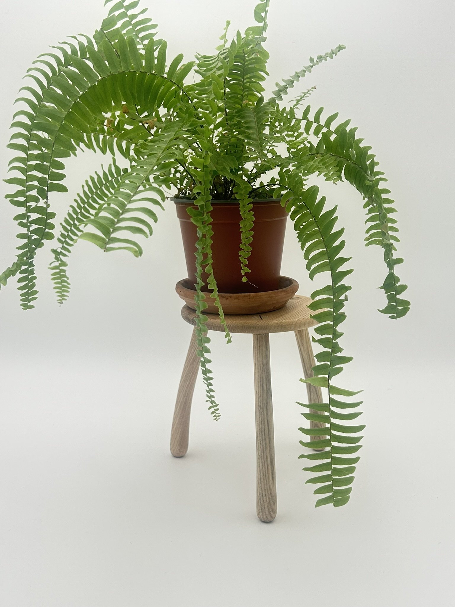 C2 ash IMG_2866.JPEG