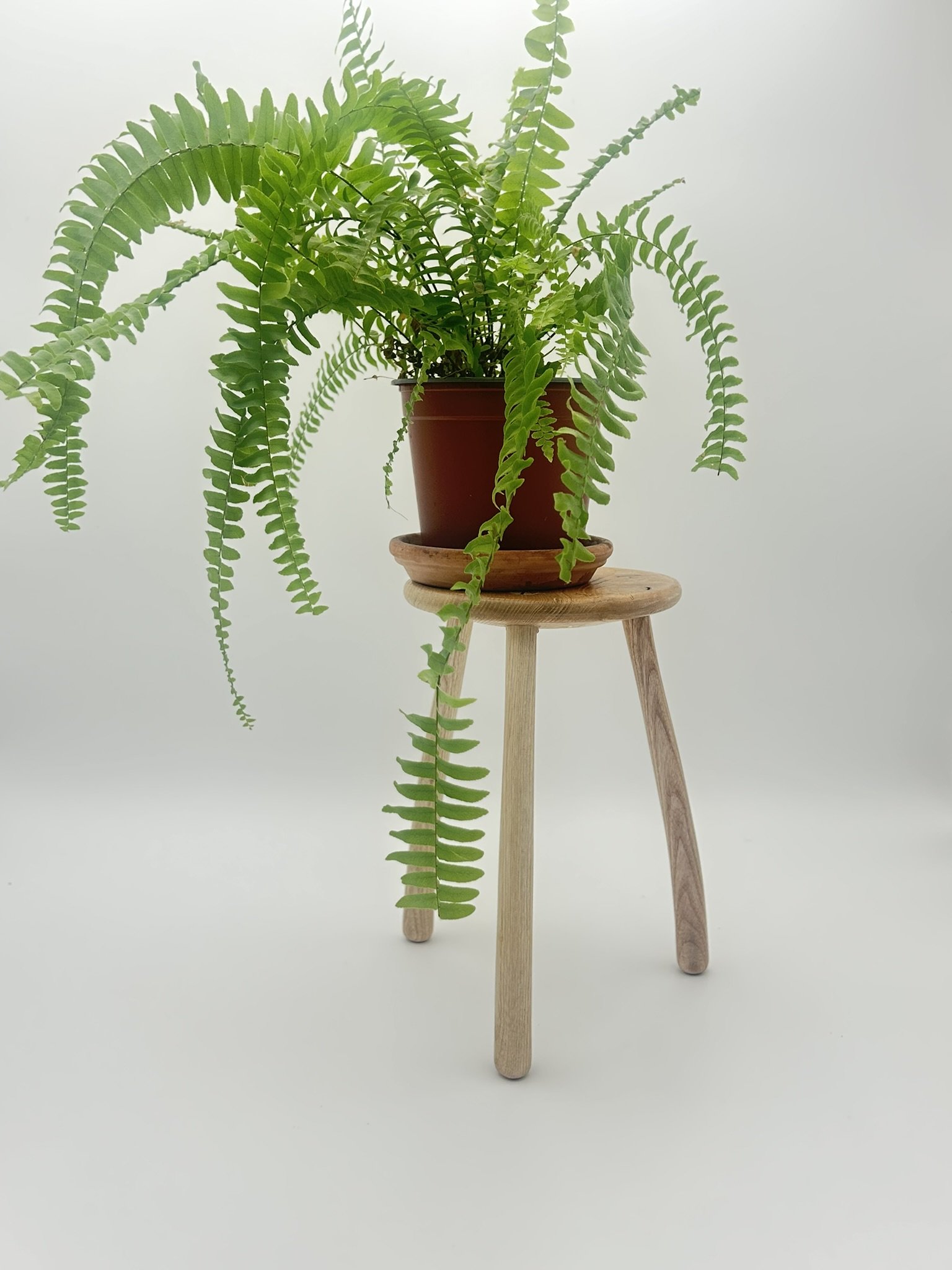 C1 ash IMG_2877.JPEG