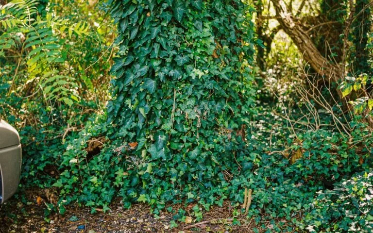 Tree trunk covered with green ivy surrounded by lush vegetation.