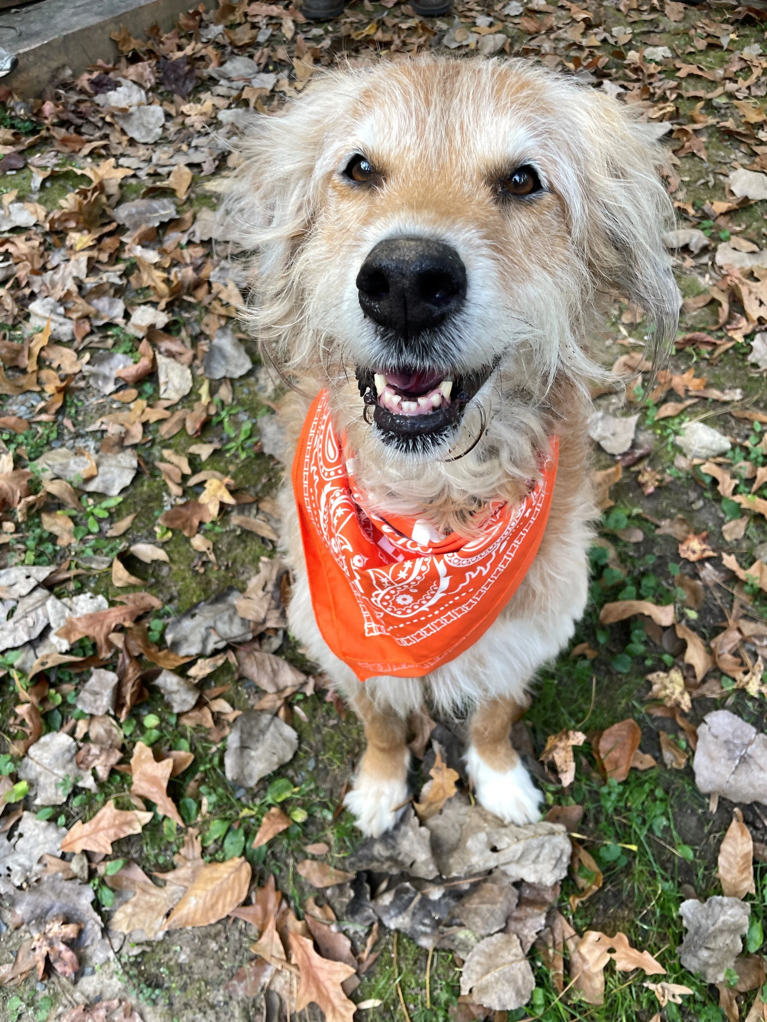 A dog wearing an orange bandana sitting on the ground covered with fallen leaves.