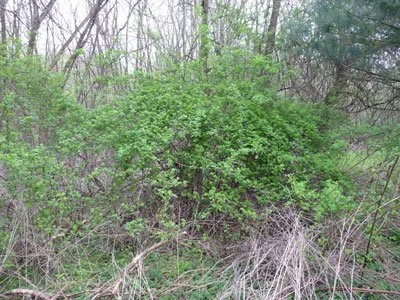 Dense green shrubbery with bare branches in a forest setting