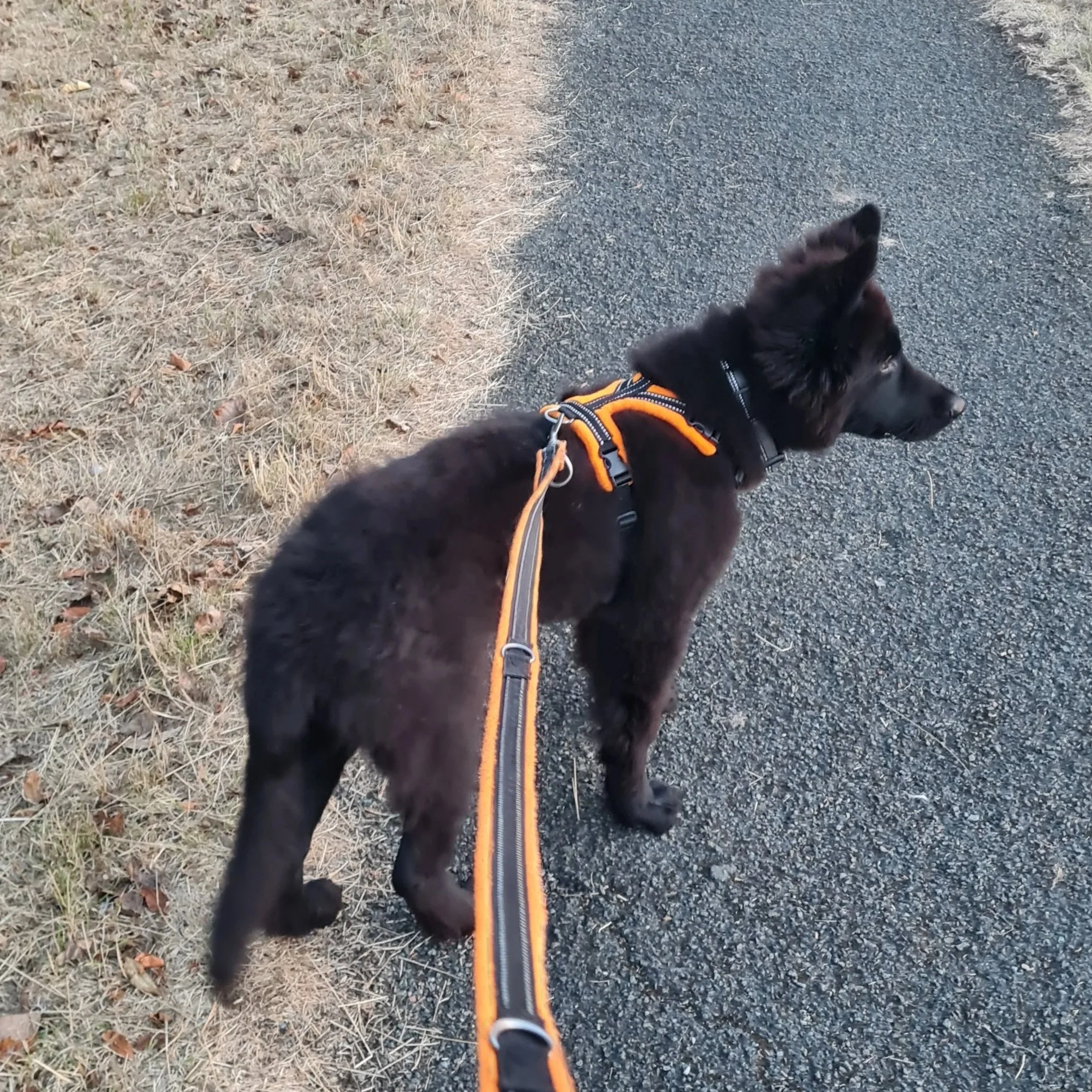 Why puppy socialisation is about more than confidence