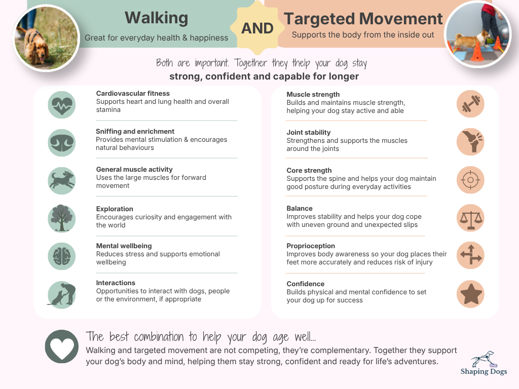 Comparison showing how walking supports cardiovascular fitness and enrichment, while targeted movement improves strength, joint stability, balance and confidence in ageing dogs.