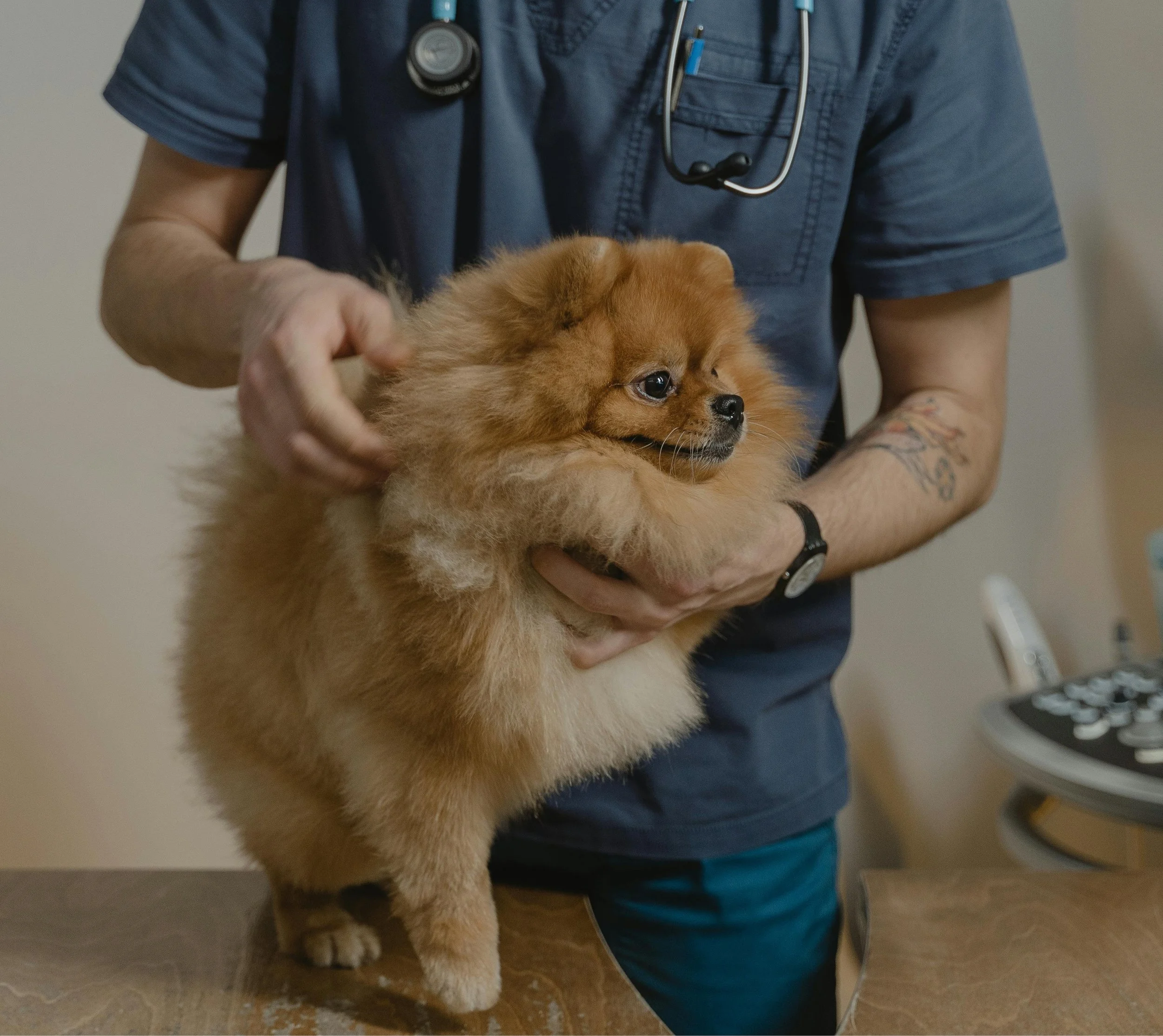“The vet said my dog is fine” — why behaviour changes can still have a physical cause
