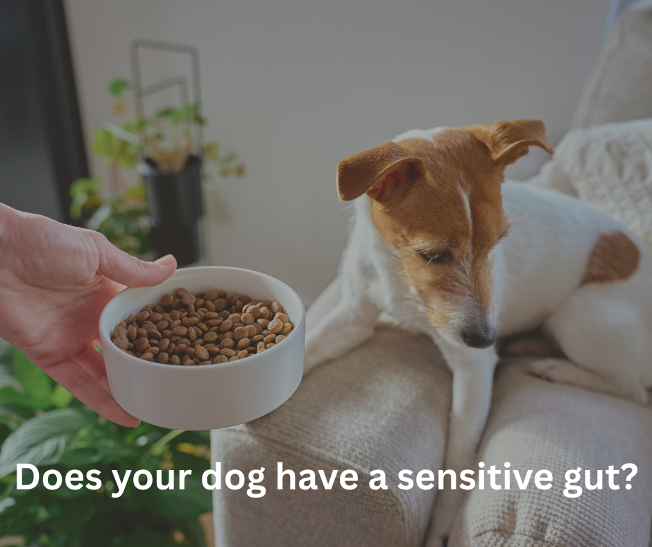 Does your dog have a sensitive gut?
