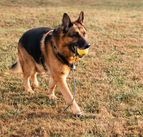 Walking is only part of the picture: Helping your dog stay strong as they age