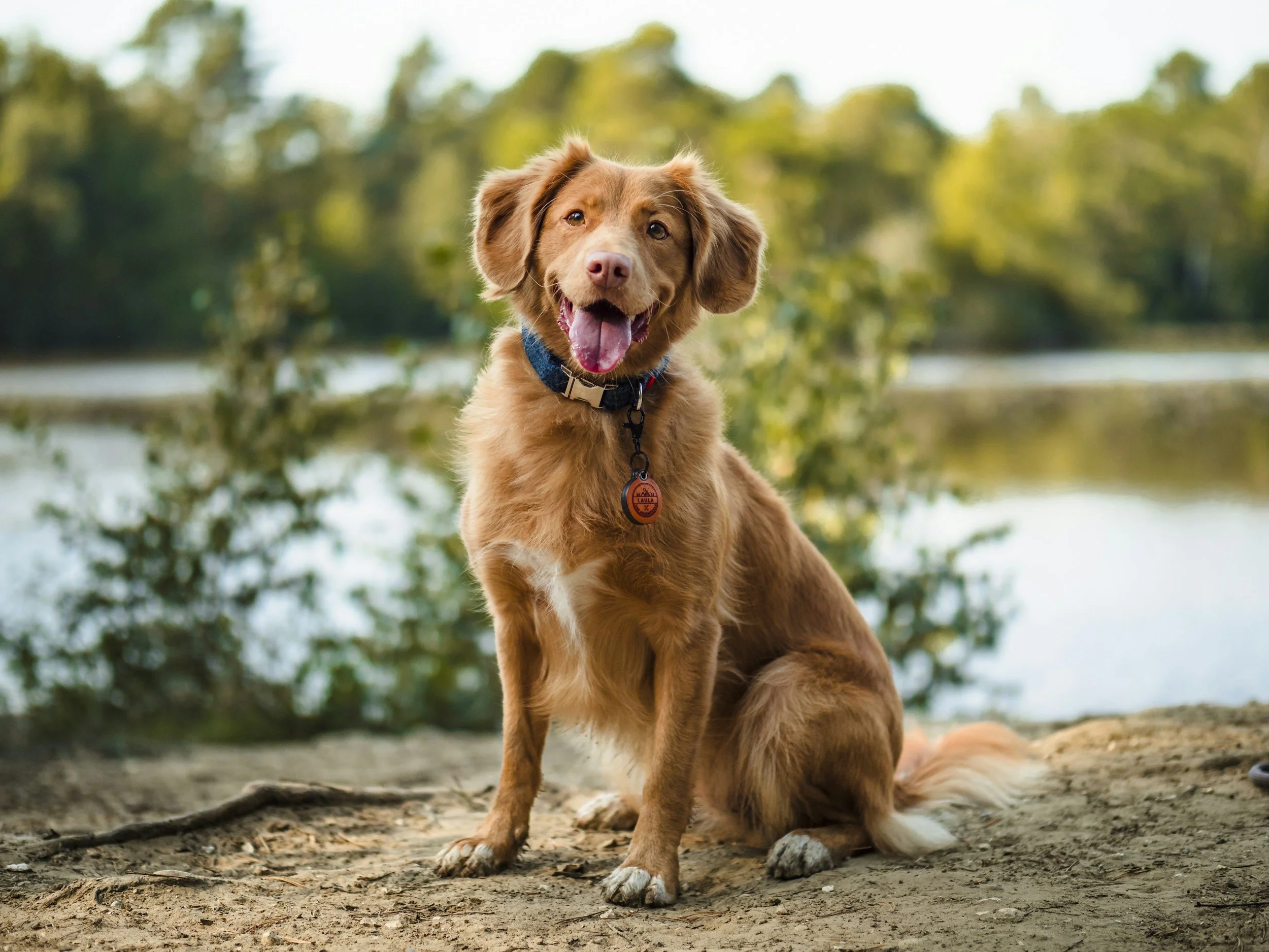 Dog sitting for a behaviour and posture assessment