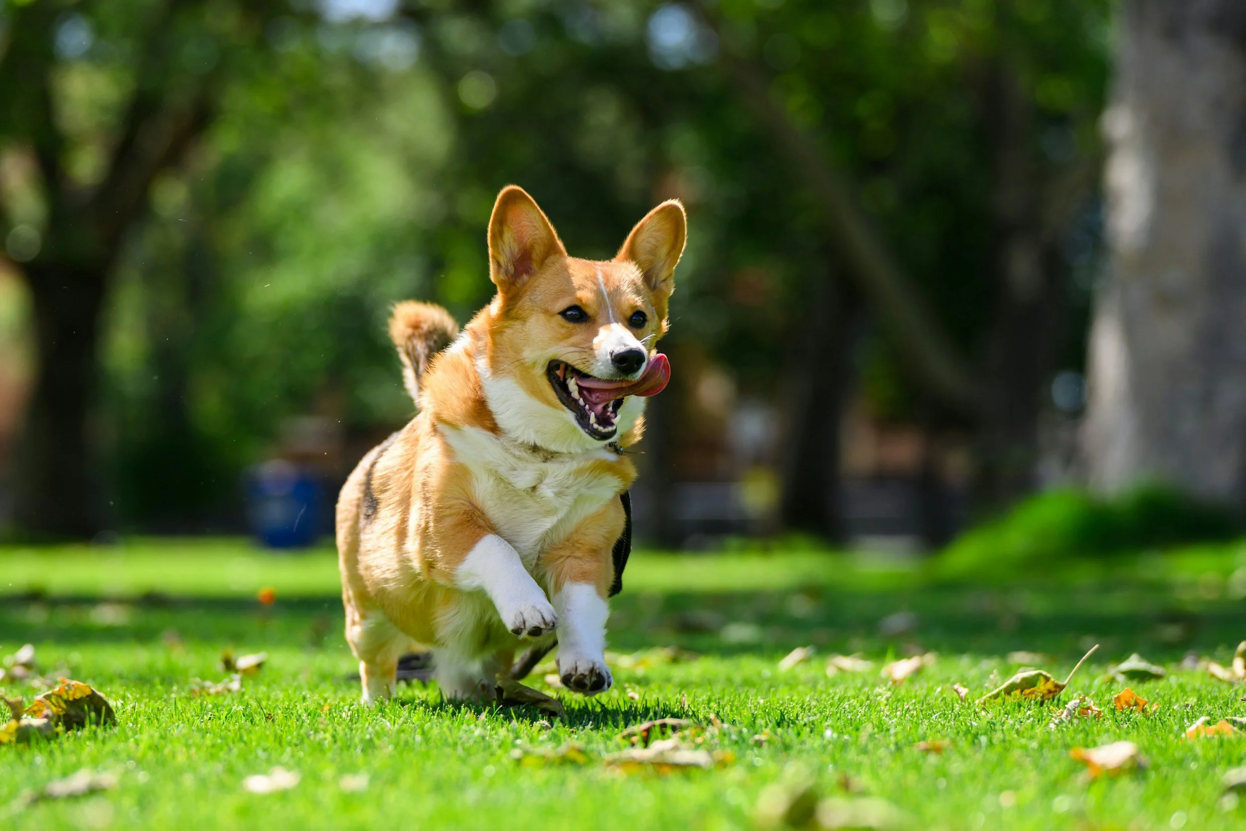online canine movement and posture assessment