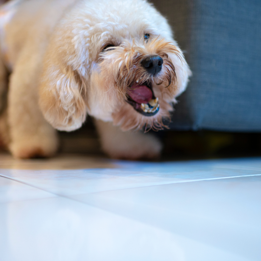 Why does my dog keep barking at noises?