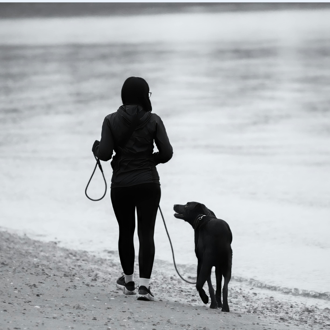 Reactive dog? Why training alone isn't always enough