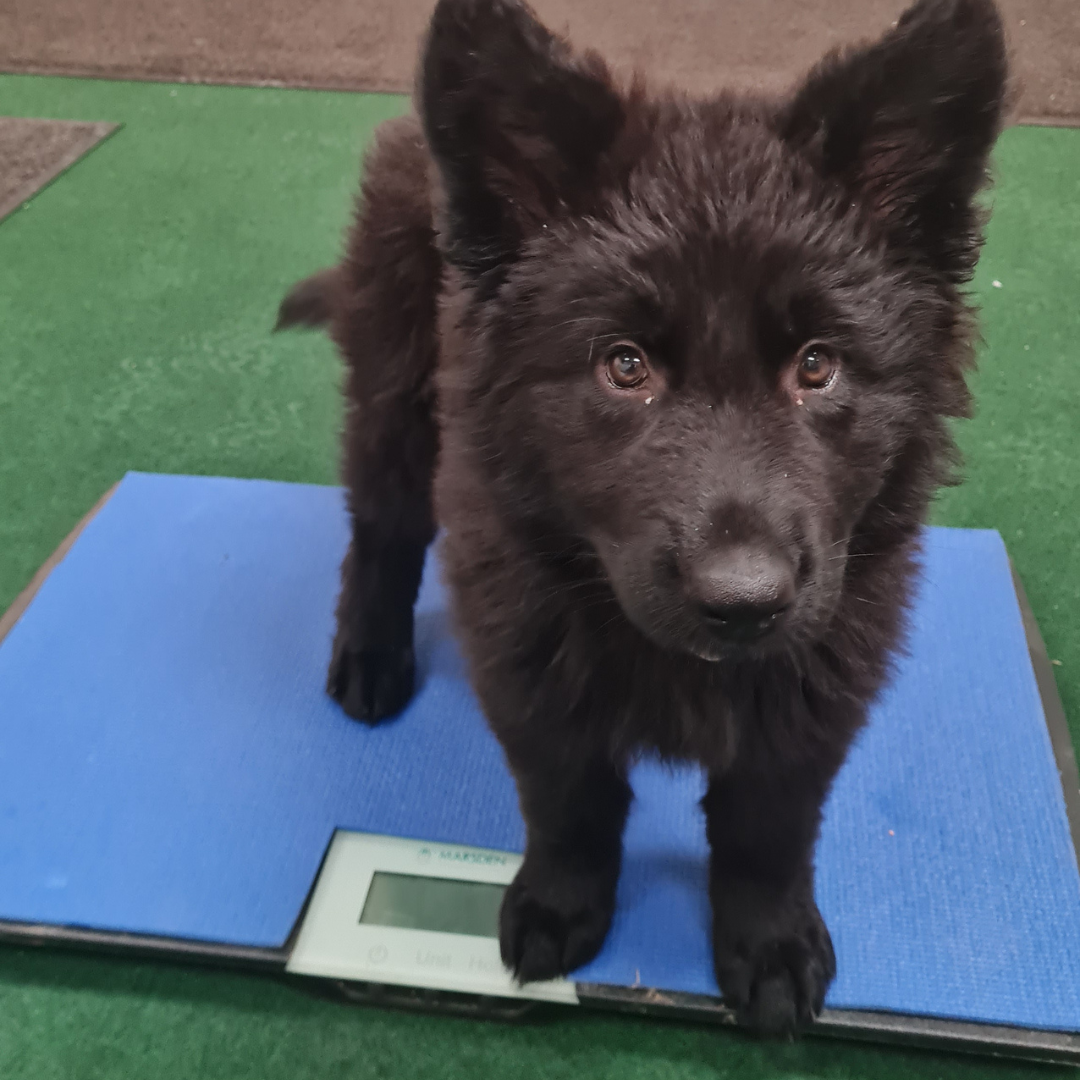 Learn why keeping puppies lean protects their joints, the right calcium:phosphorus ratio for large breed pups, and how to body condition score at home.