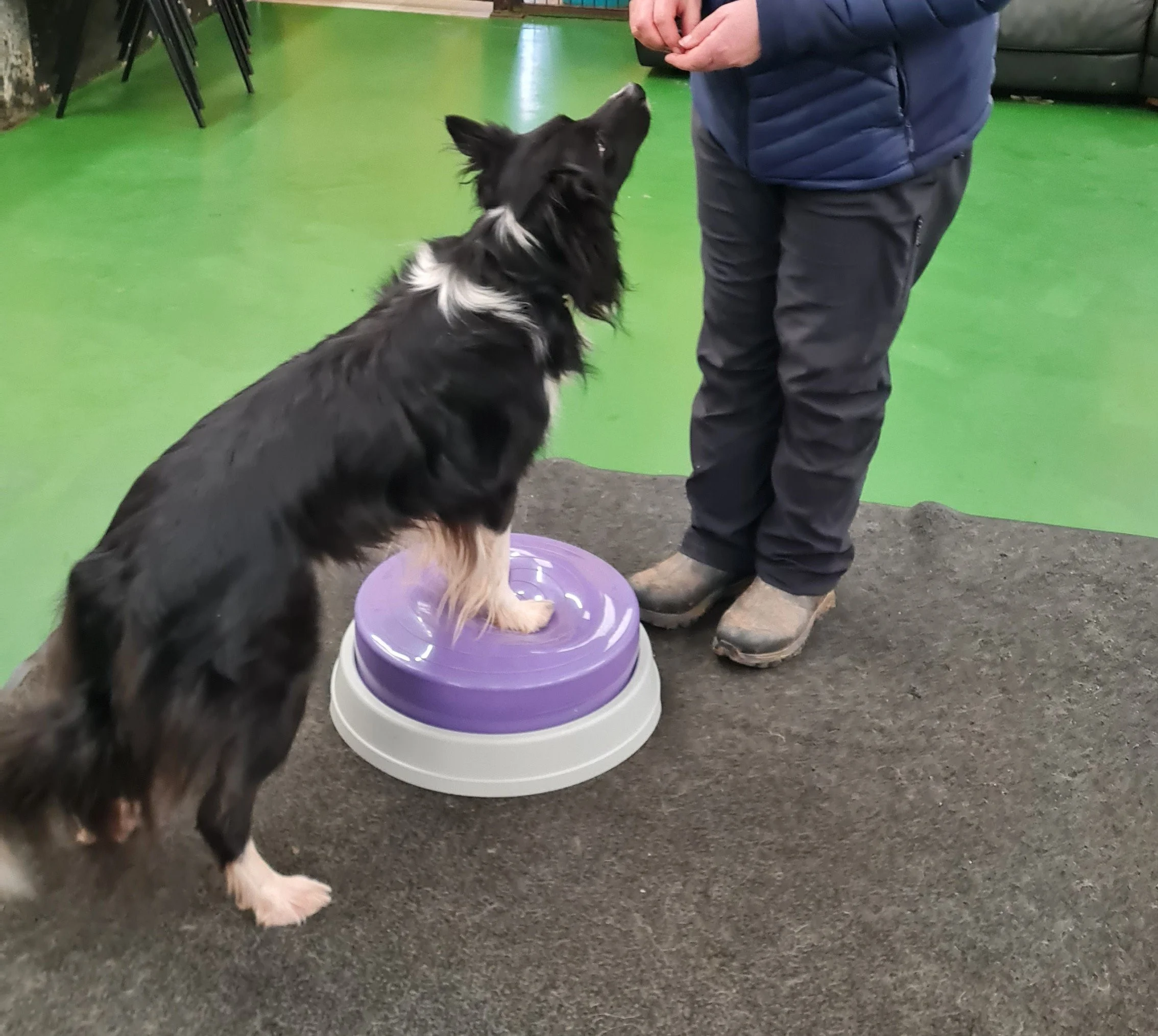 Dog using balance equipment during a personalised canine fitness session to build strength and stability.