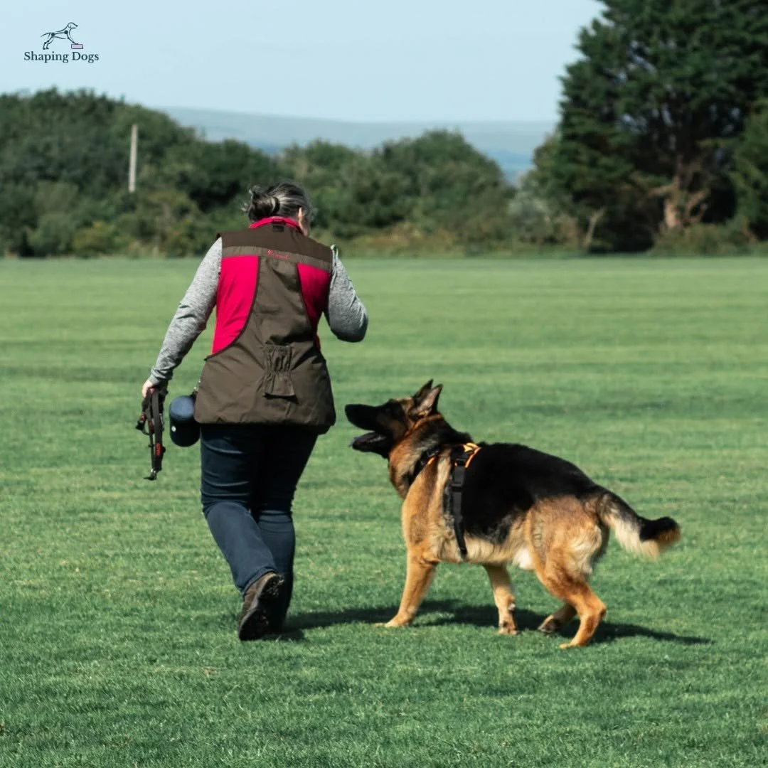 A woman walks away from the camera with a German Shepherd. The dog is looking up at her as they walk