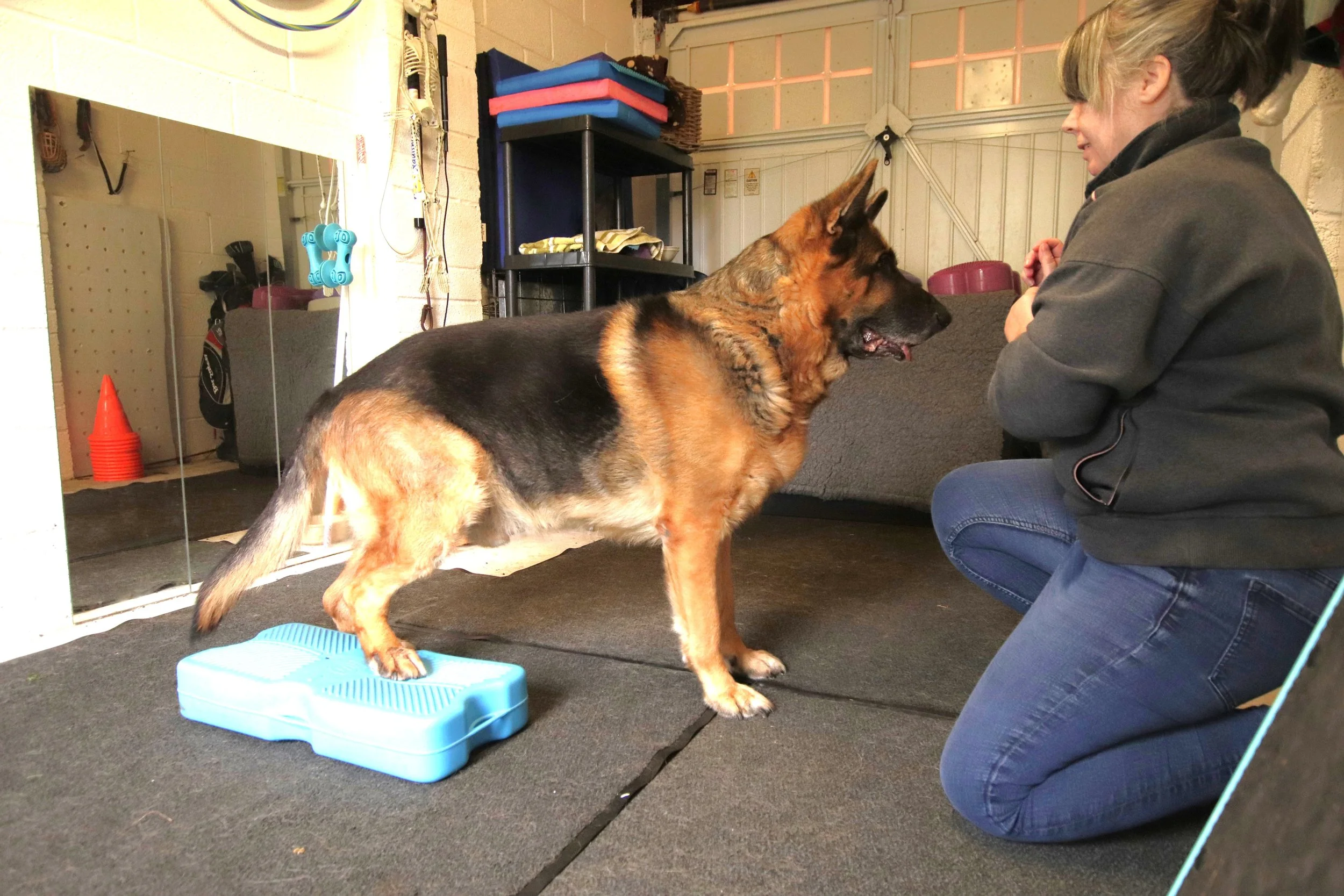 Canine conditioing coach and German Shepherd