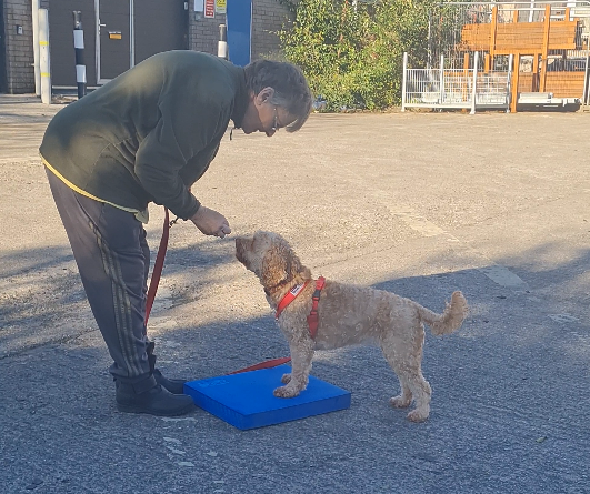 Dog putting front paws on a physio pad