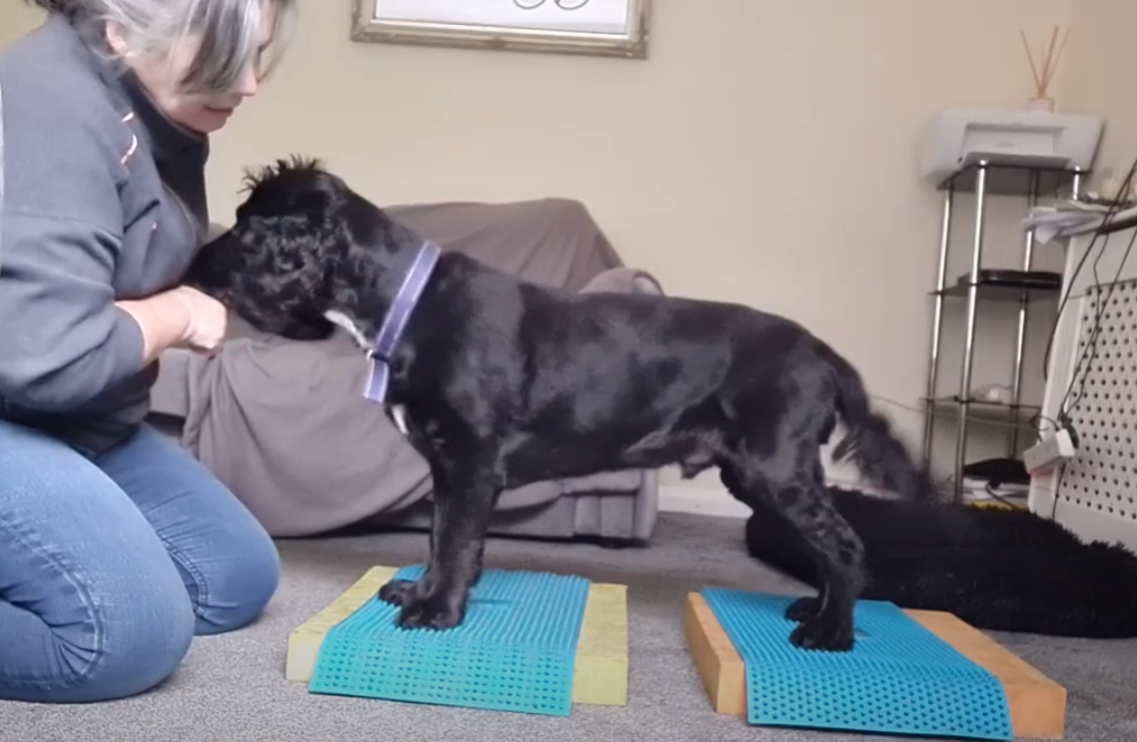 Dog performing structured strengthening exercise for joint support in Plymouth