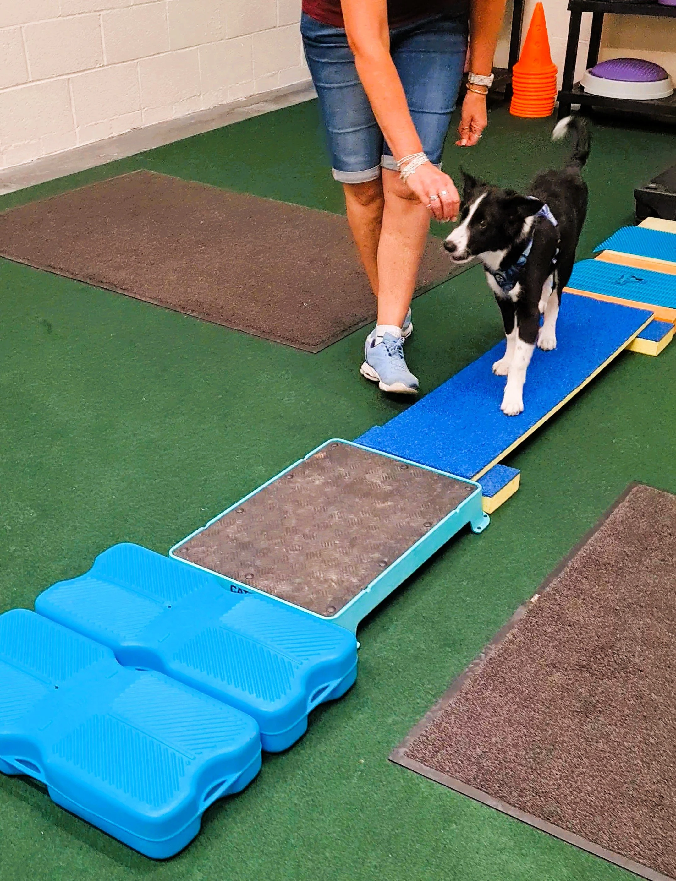 Puppy practising calm behaviour during a 1:1 Shaping Dogs puppy training session in Plymouth