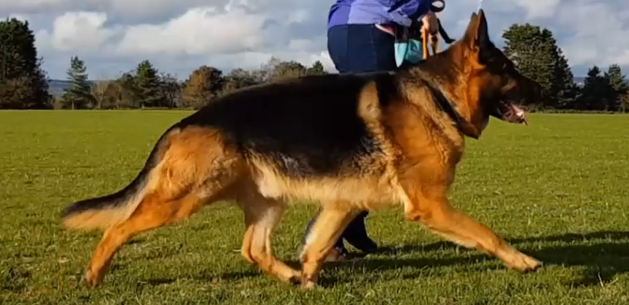 German Shepherd Dog in extended trot showing fluid, purposeful movement