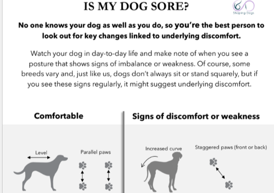 : "Is My Dog Sore?" free checklist cover, Shaping Dogs