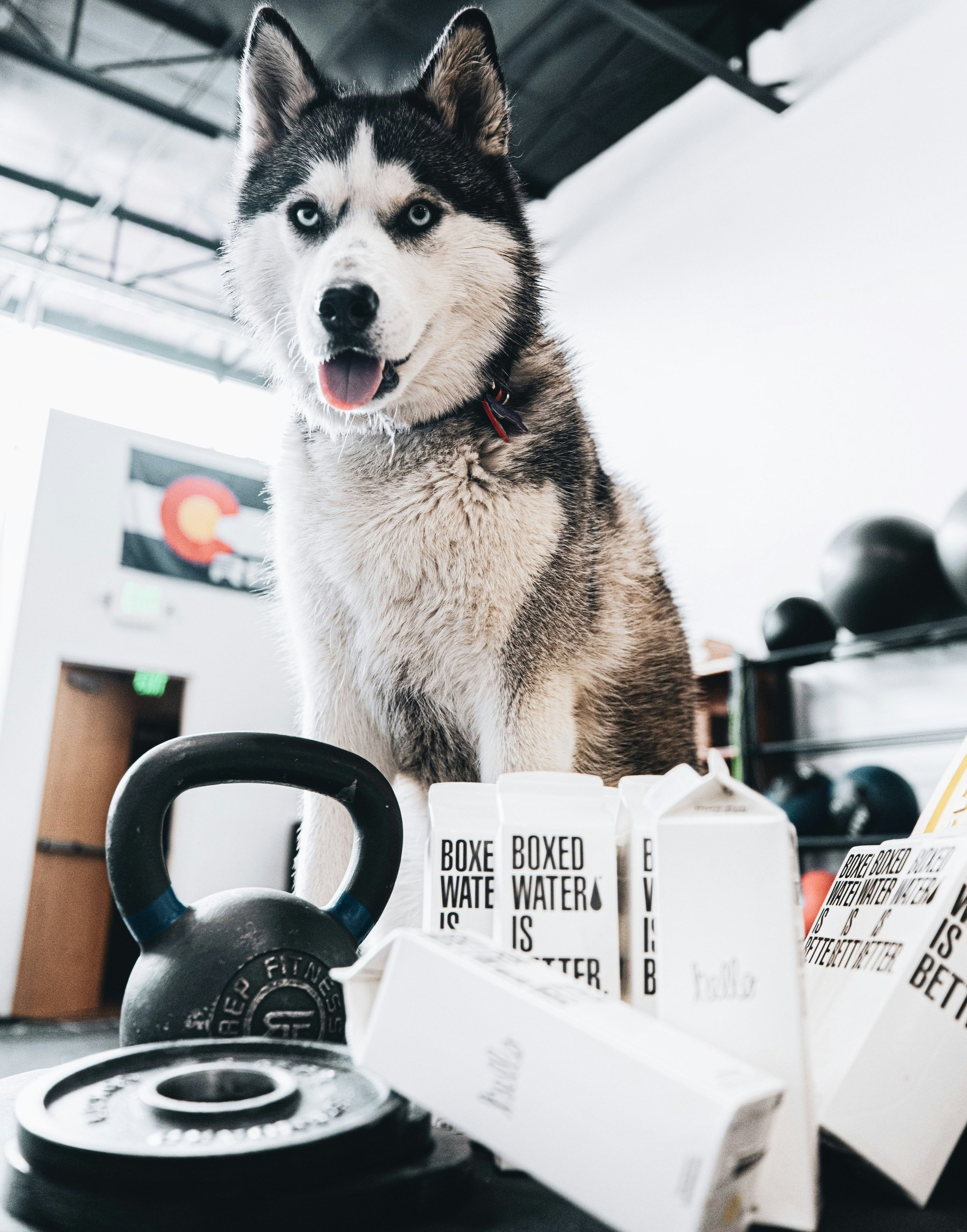 Dog performing controlled strengthening exercise at home to support arthritis and joint stability in Plymouth